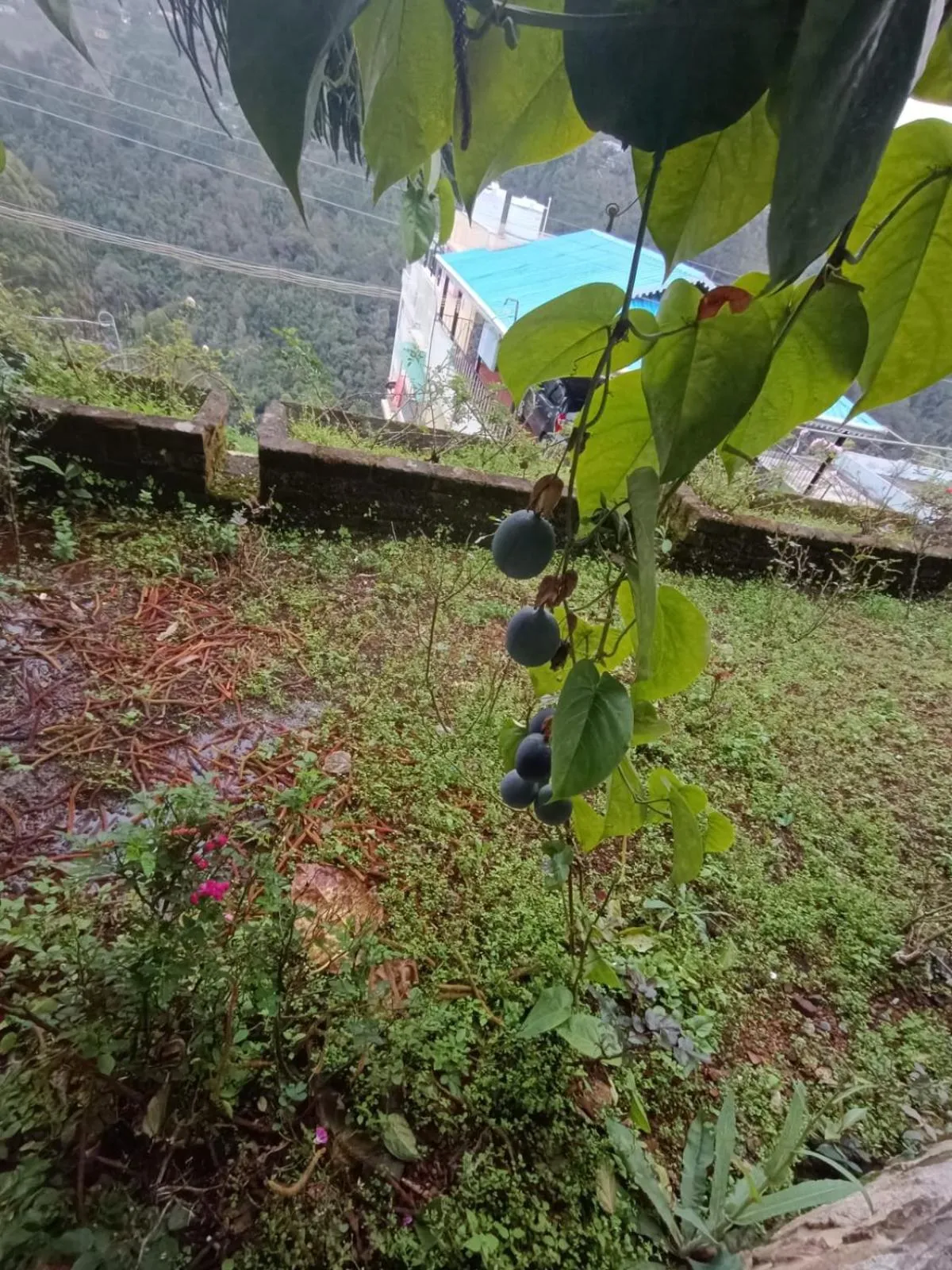 Garden in 4REST INN PRIVATE LIMITED