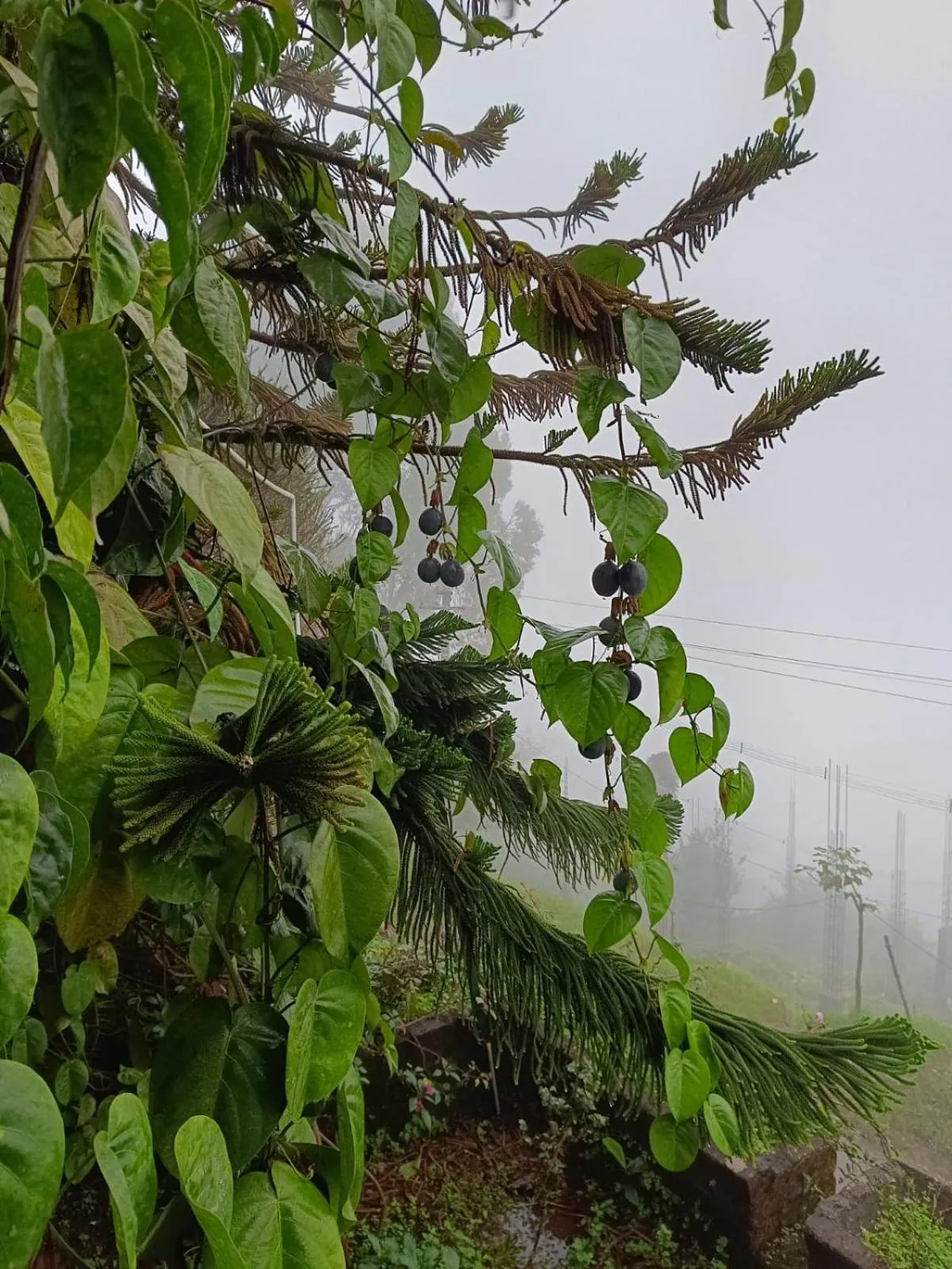 Garden in 4REST INN PRIVATE LIMITED