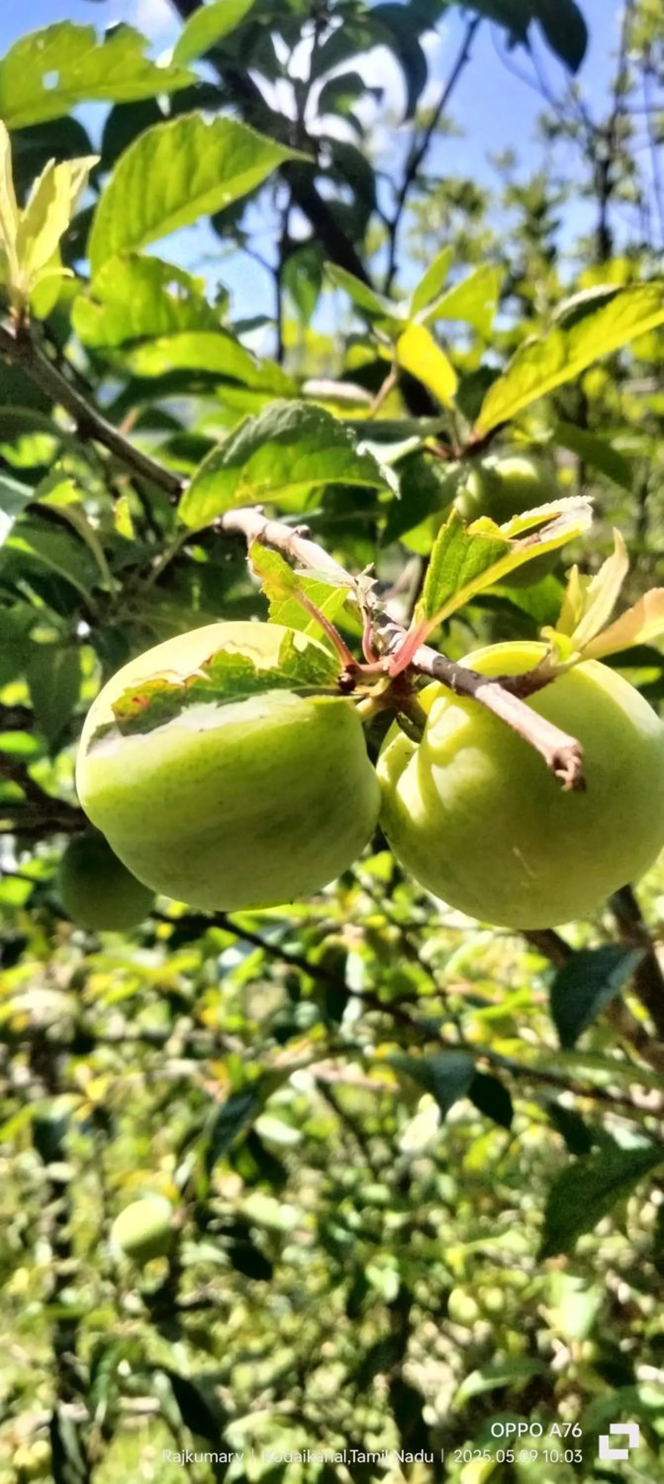 Garden in 4REST INN PRIVATE LIMITED