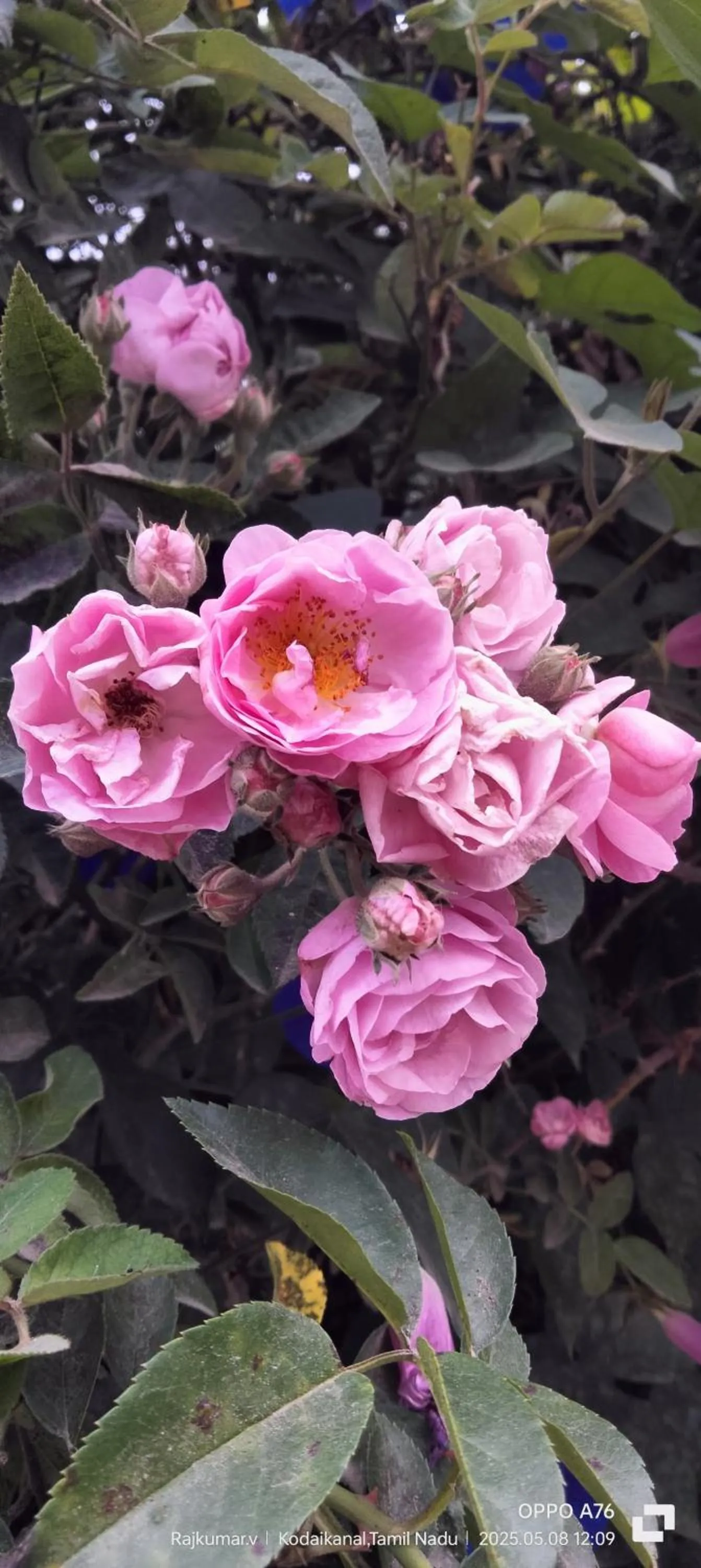 Garden in 4REST INN PRIVATE LIMITED