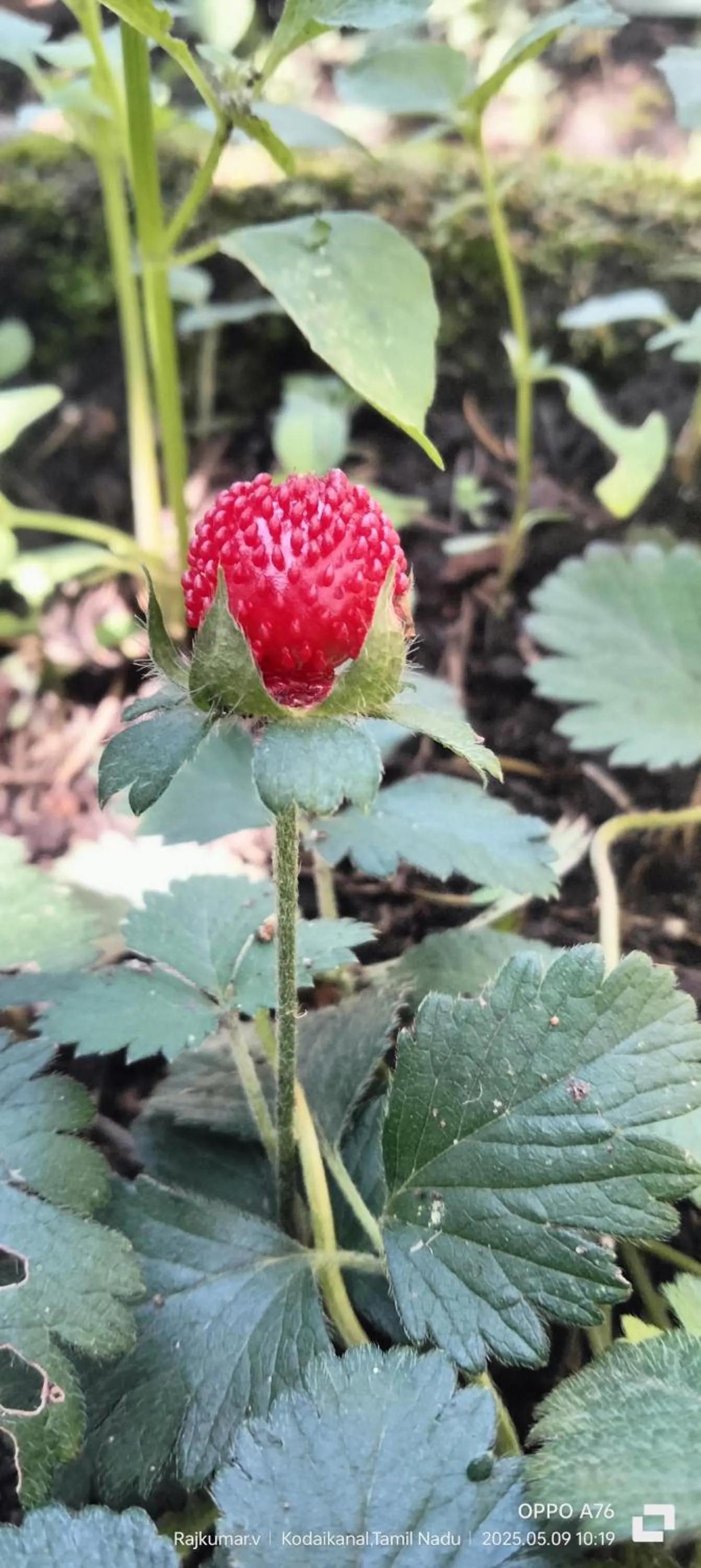 Garden in 4REST INN PRIVATE LIMITED