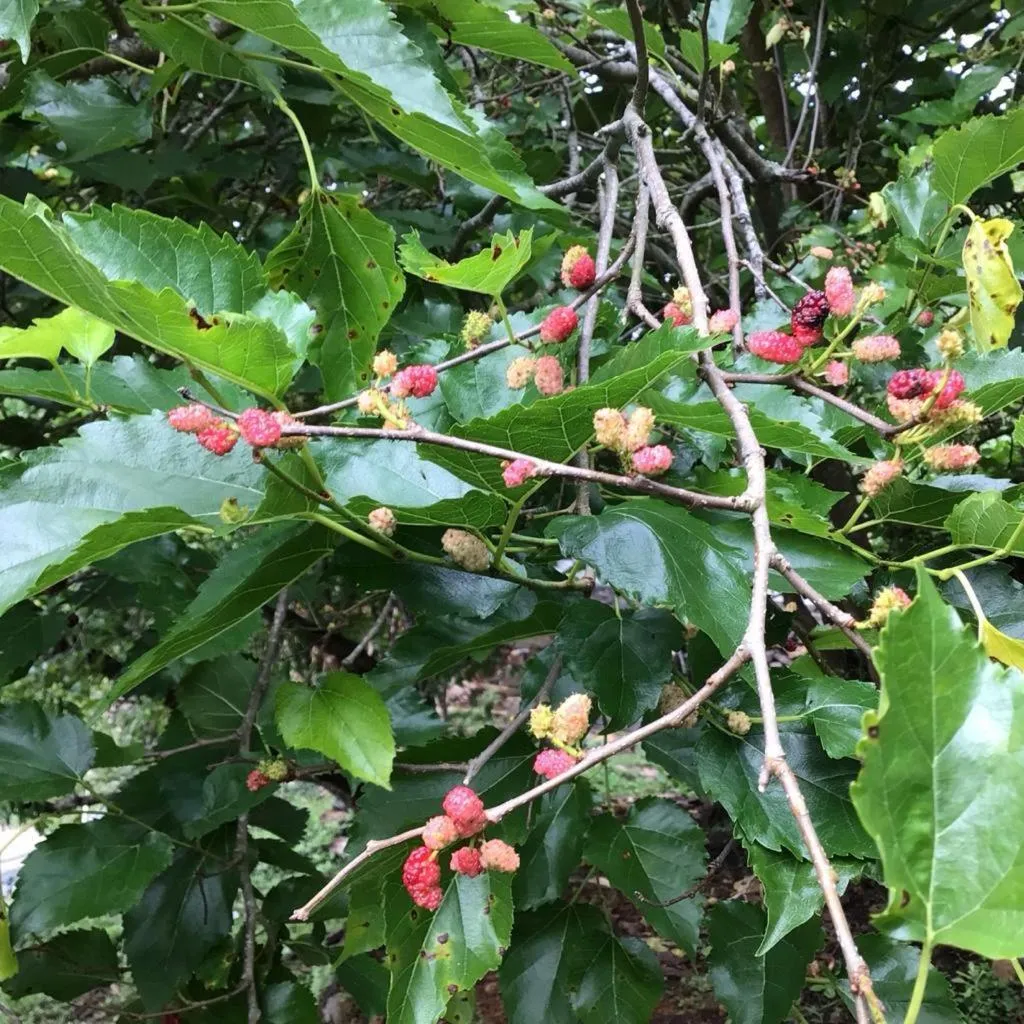 4REST INN PRIVATE LIMITED