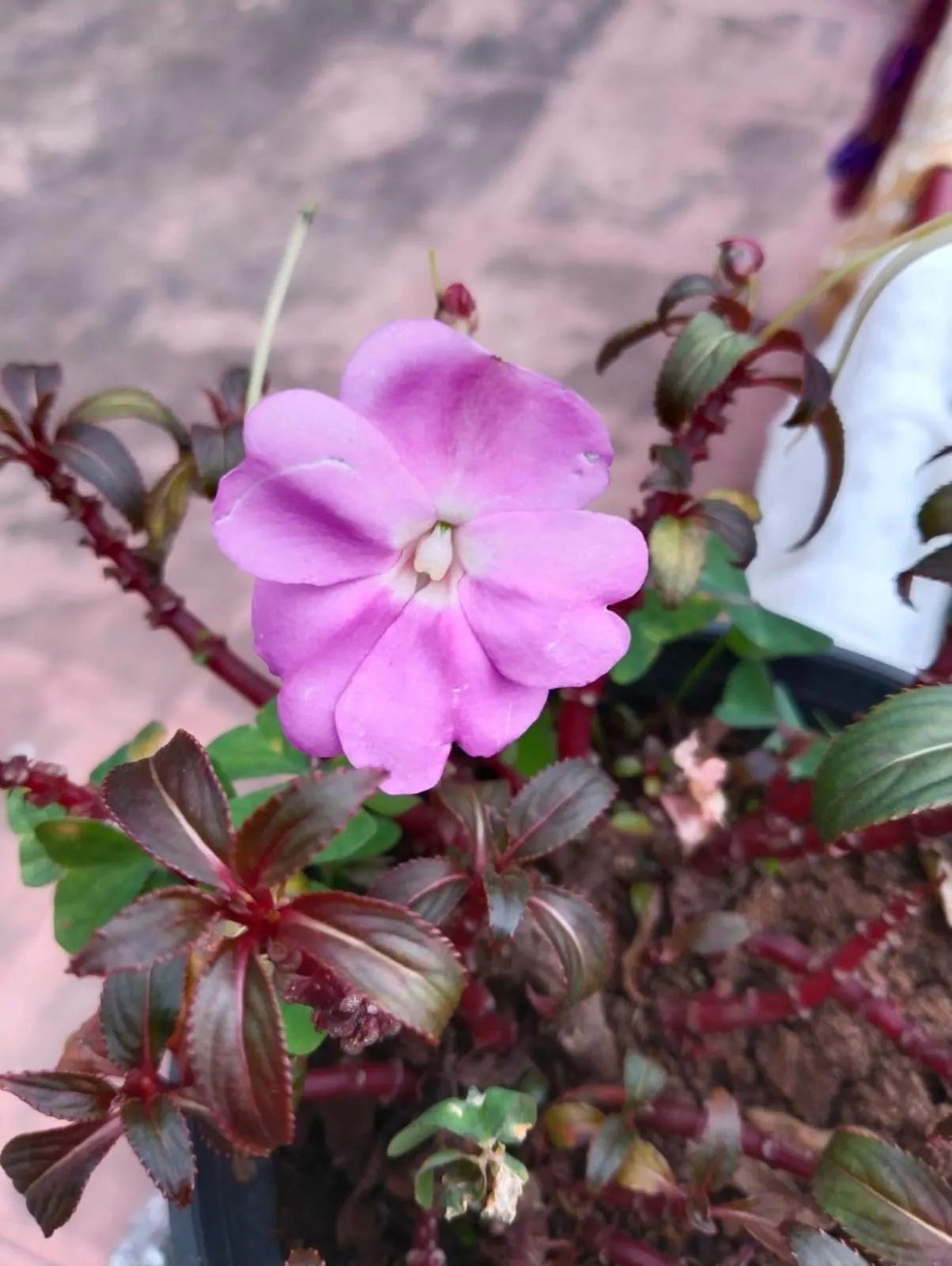 4REST INN PRIVATE LIMITED