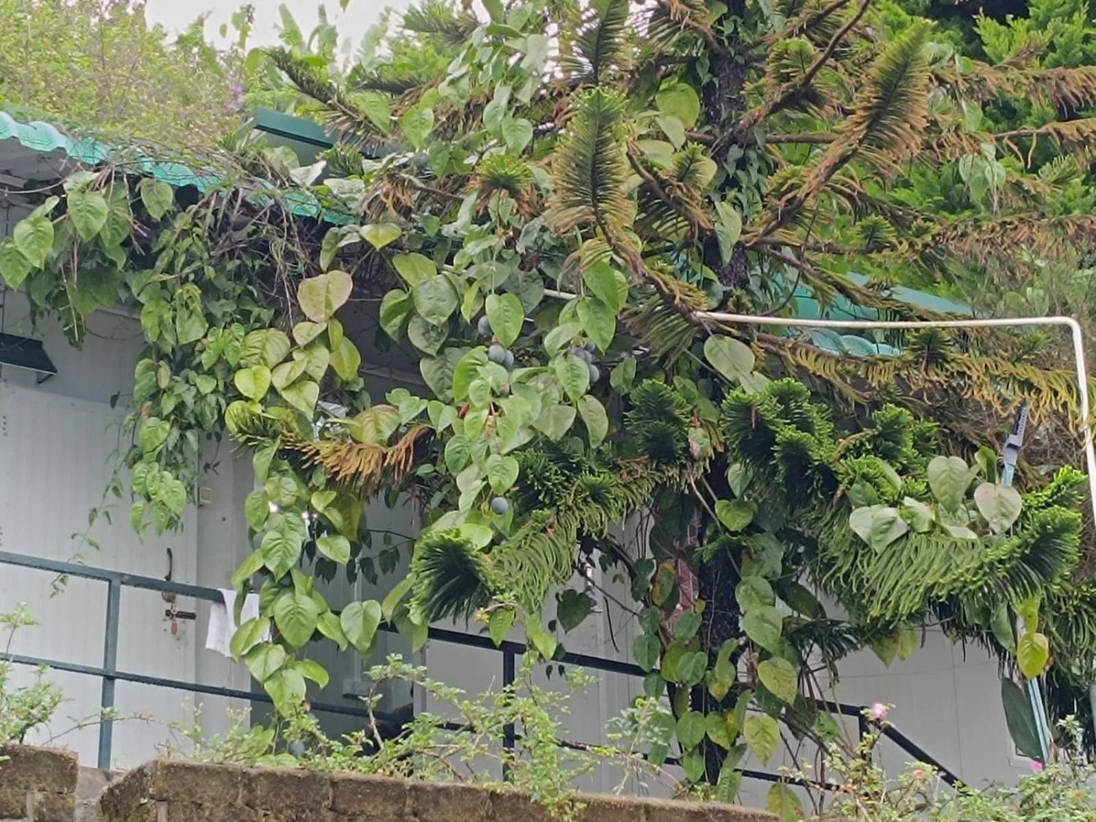 Garden in 4REST INN PRIVATE LIMITED