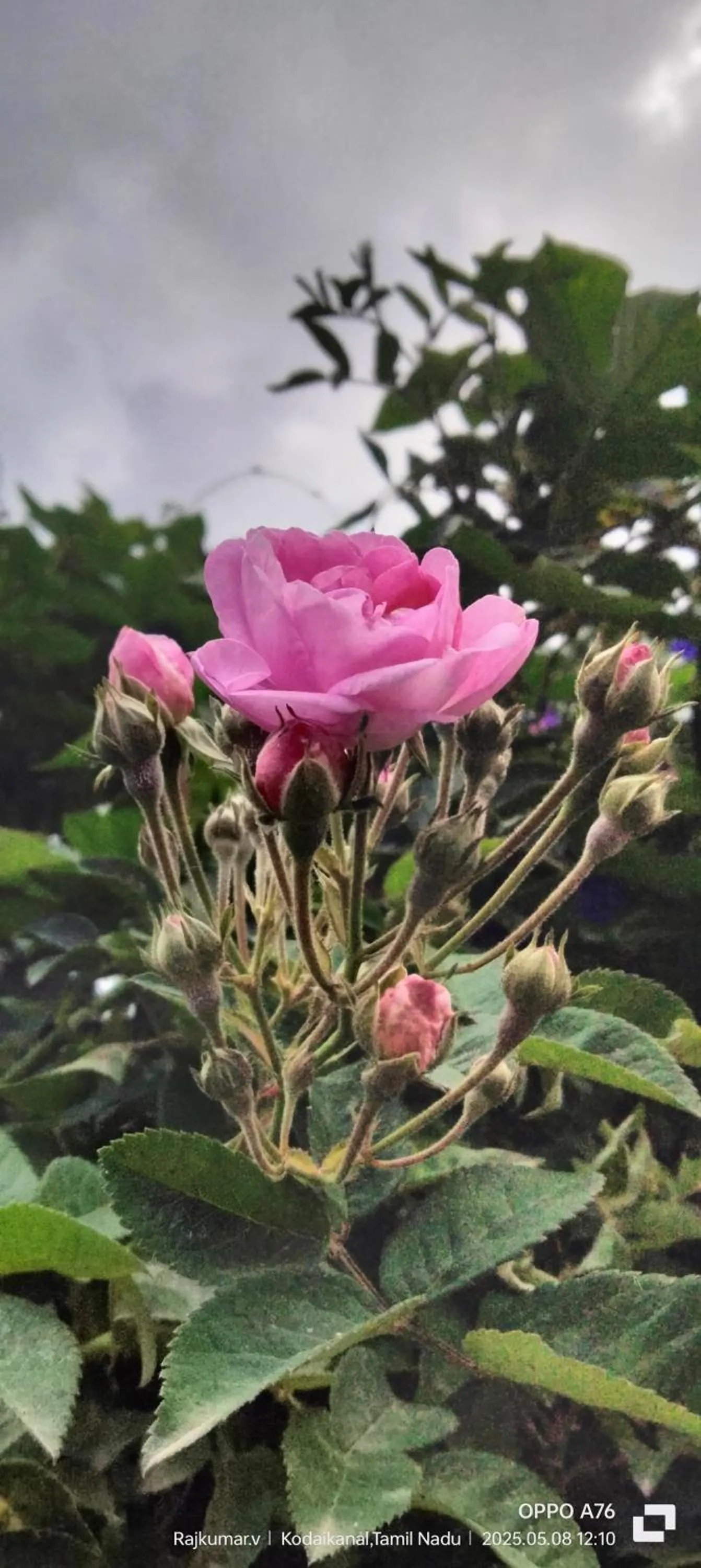 Garden in 4REST INN PRIVATE LIMITED