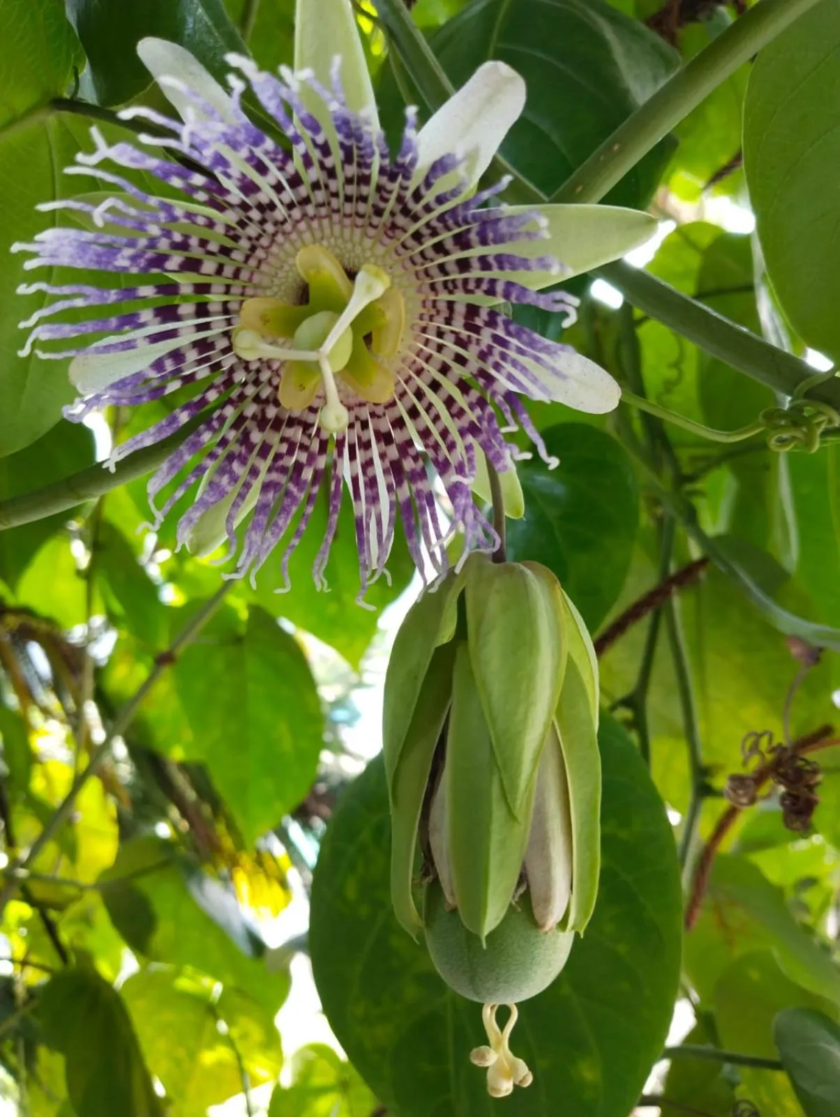 4REST INN PRIVATE LIMITED