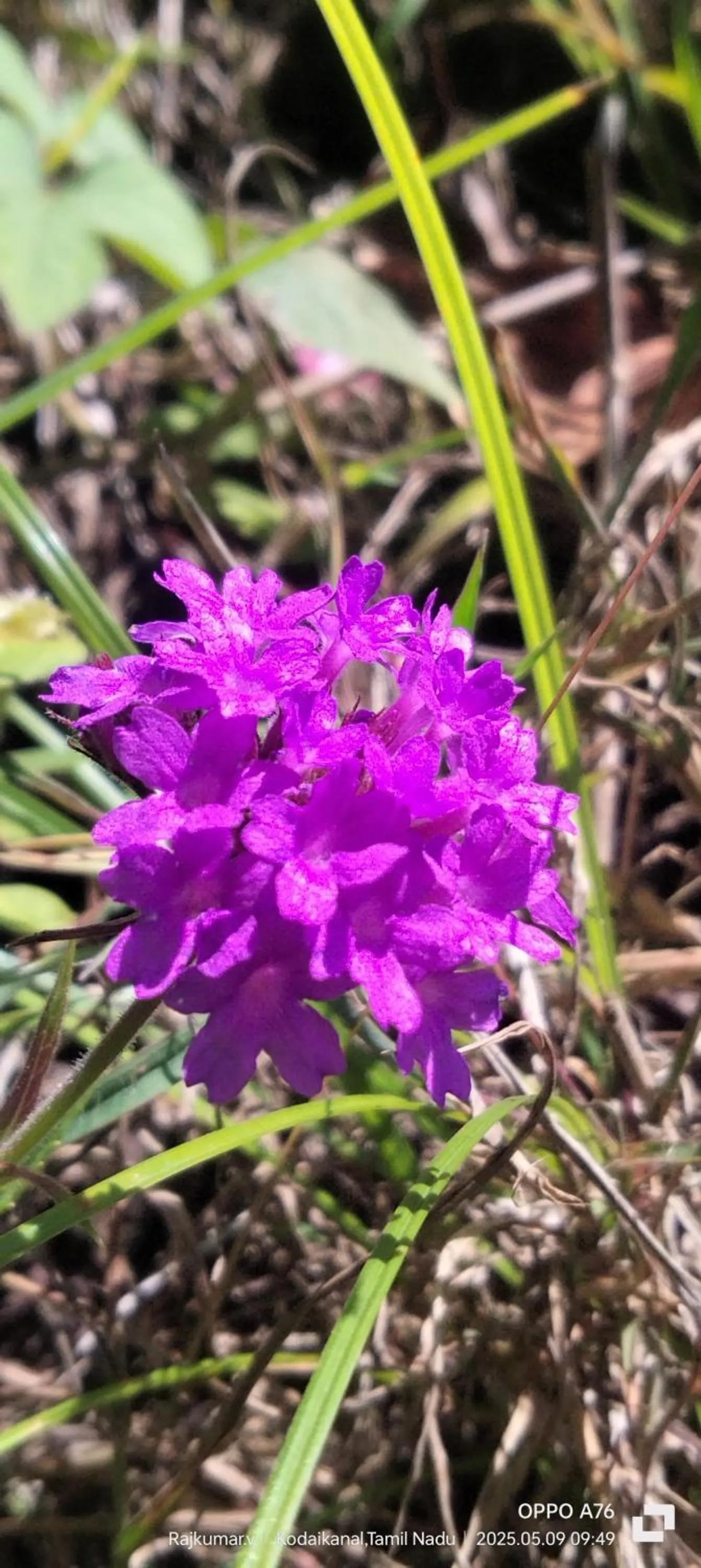 Garden in 4REST INN PRIVATE LIMITED