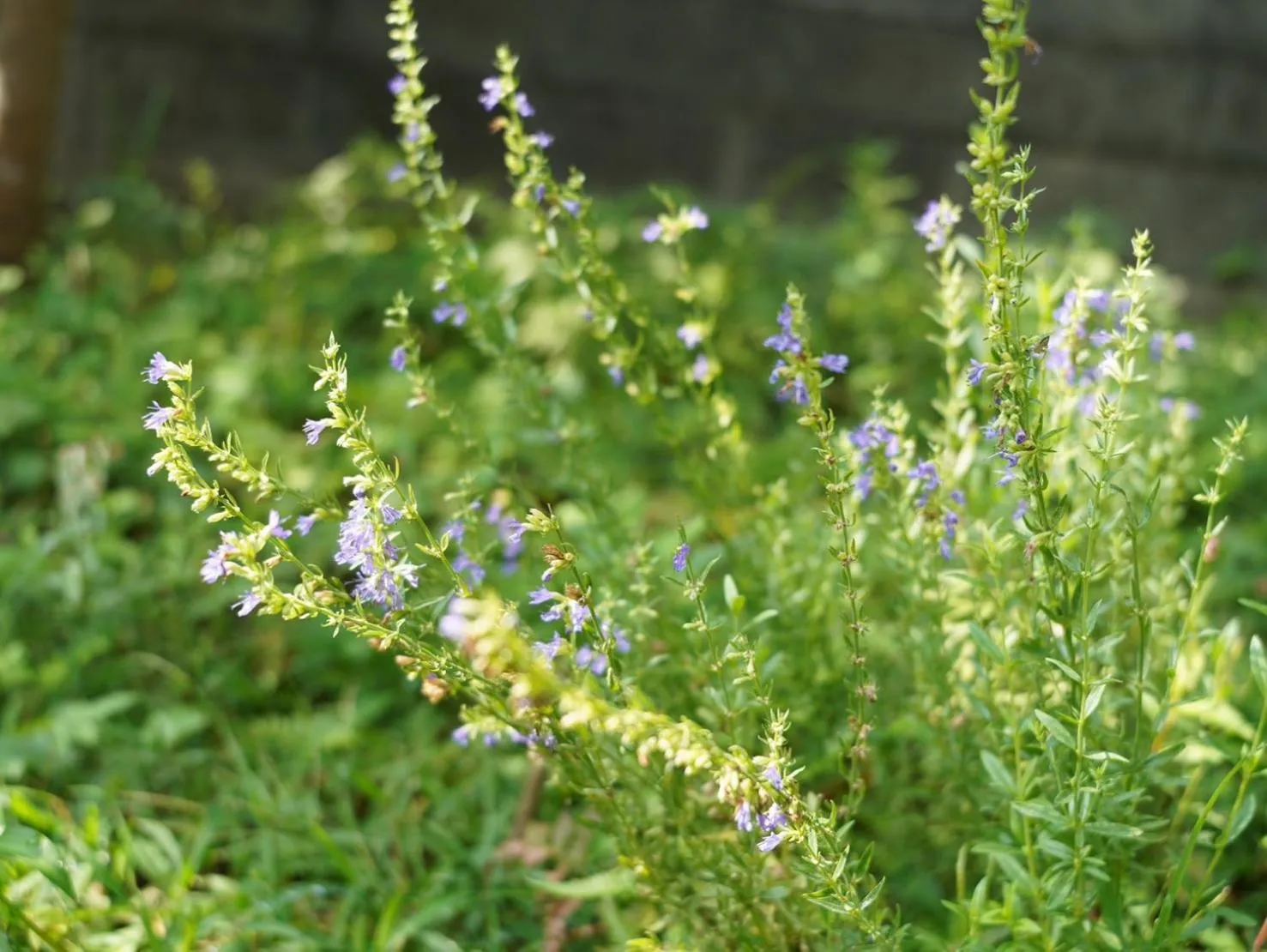 Garden in AMIGO HOUSE