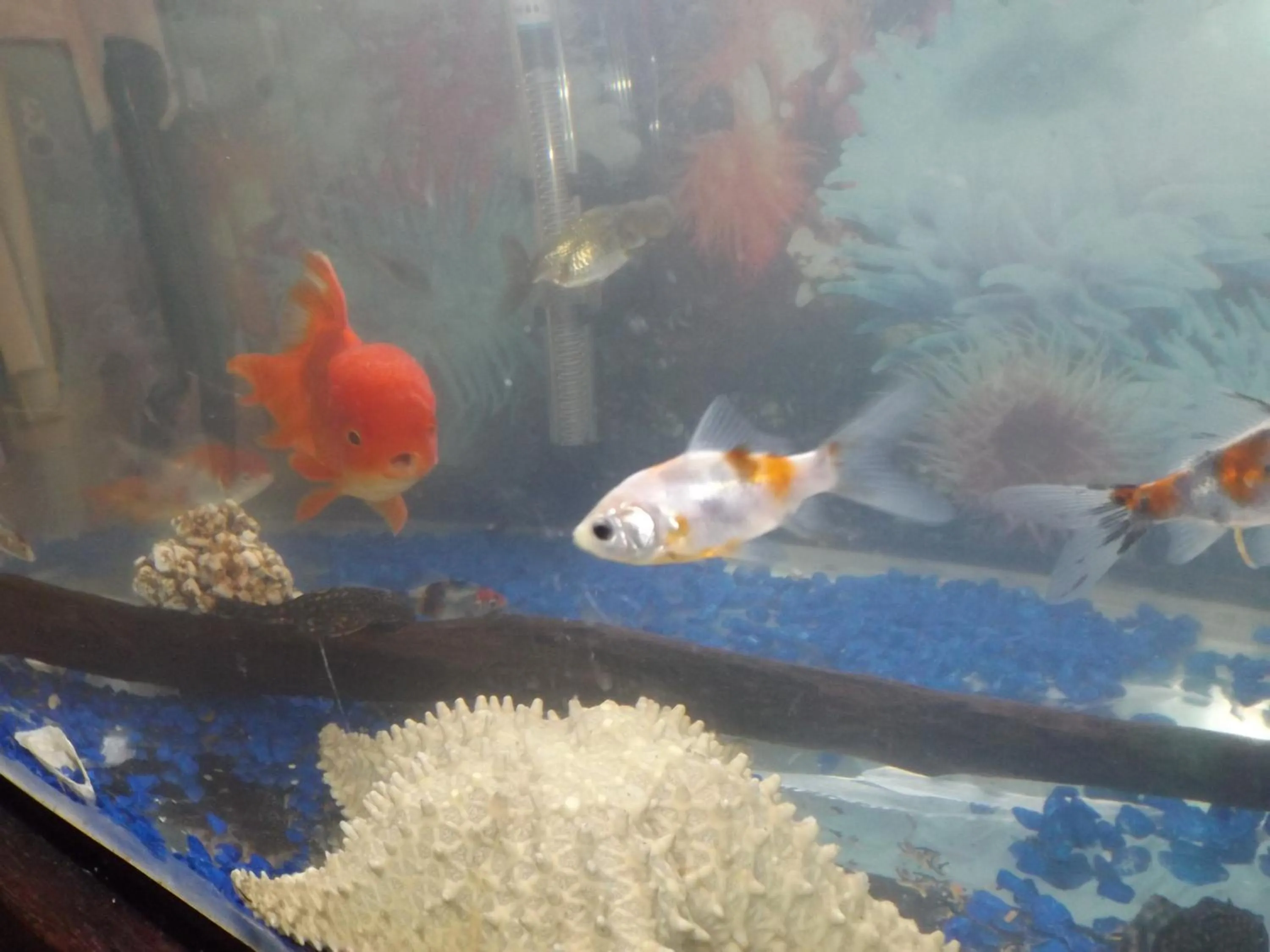 Communal lounge/ TV room in Hostel Lize