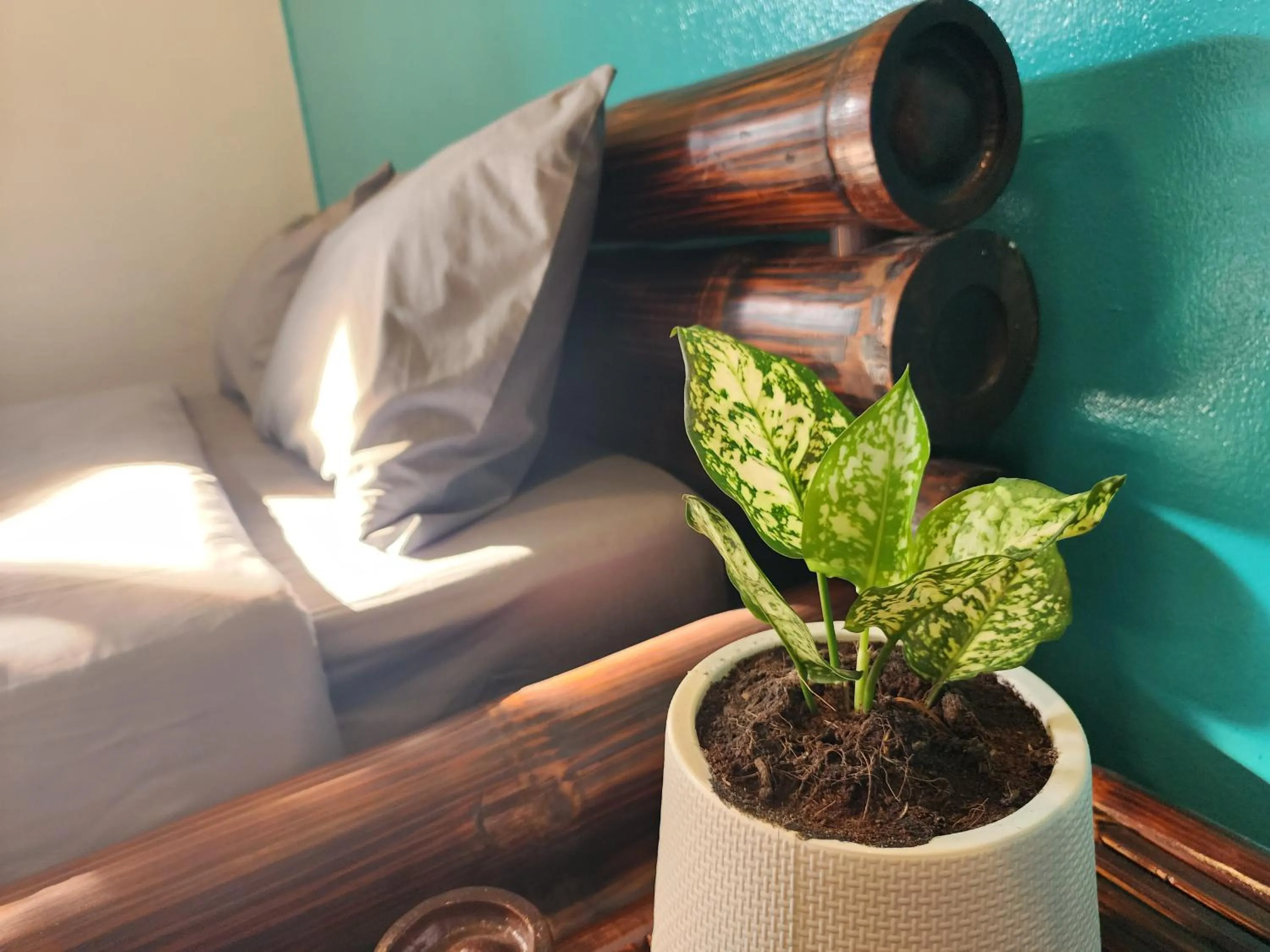 Bed in Blue Moon House - A budget hostel for easy travellers