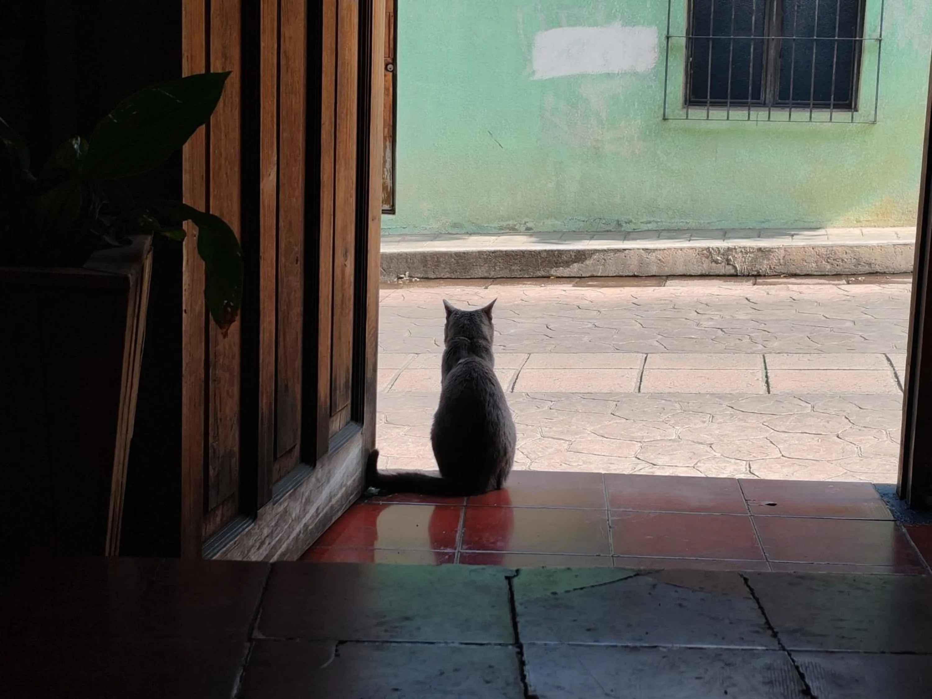 Pets in Casa Satoshi