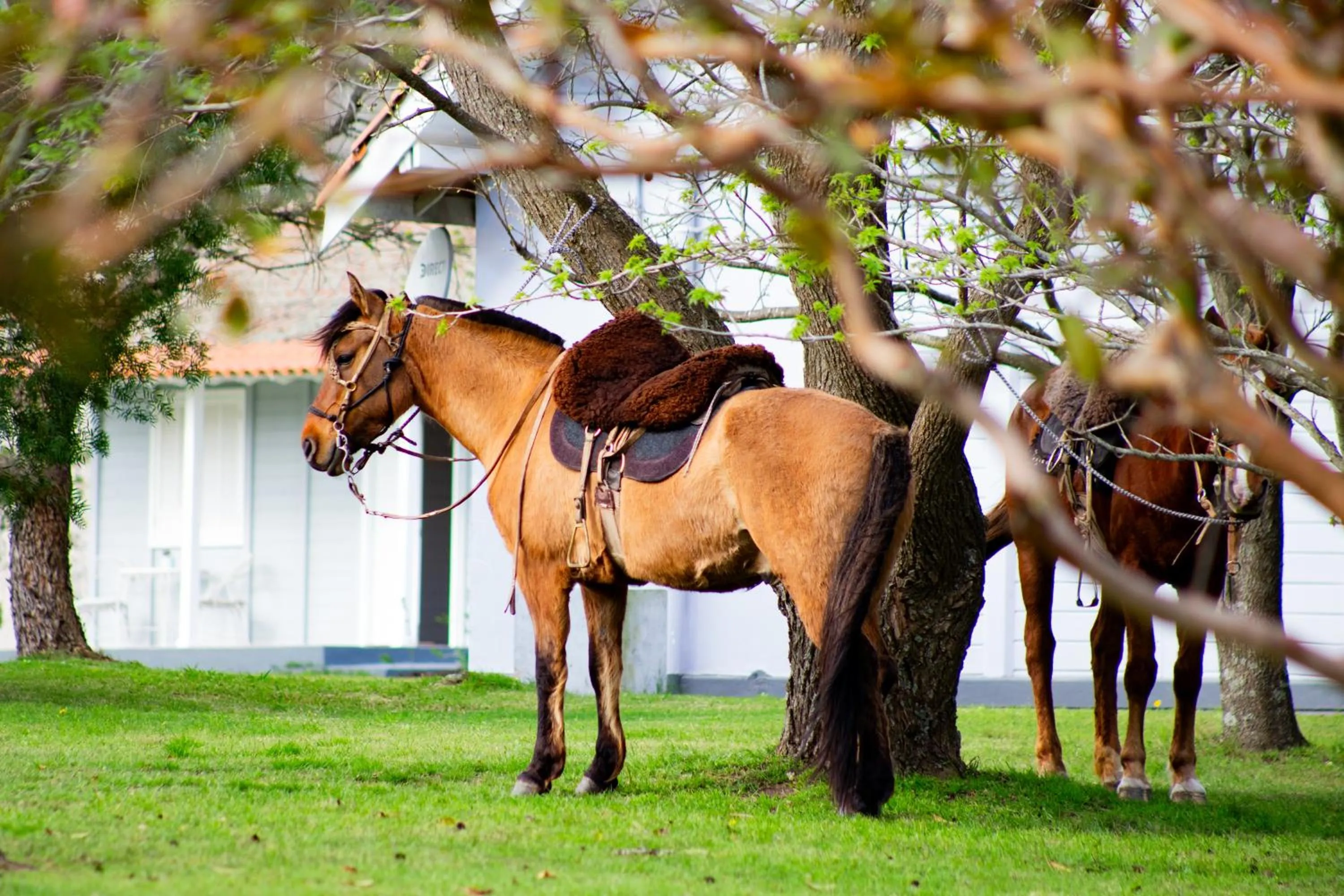 Horse-riding in Finca del Sacramento