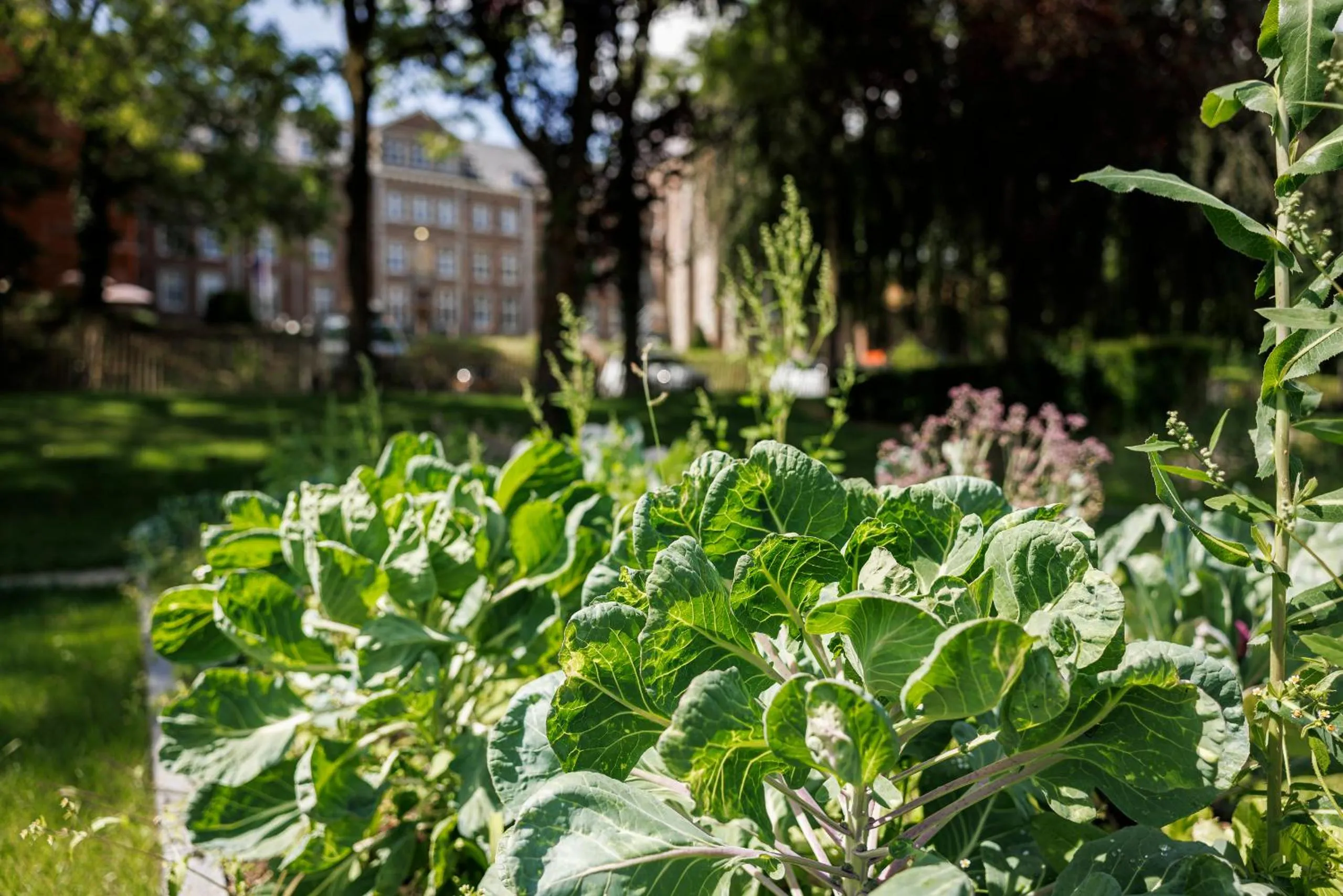 Garden in SEPHS Hotel Sittard