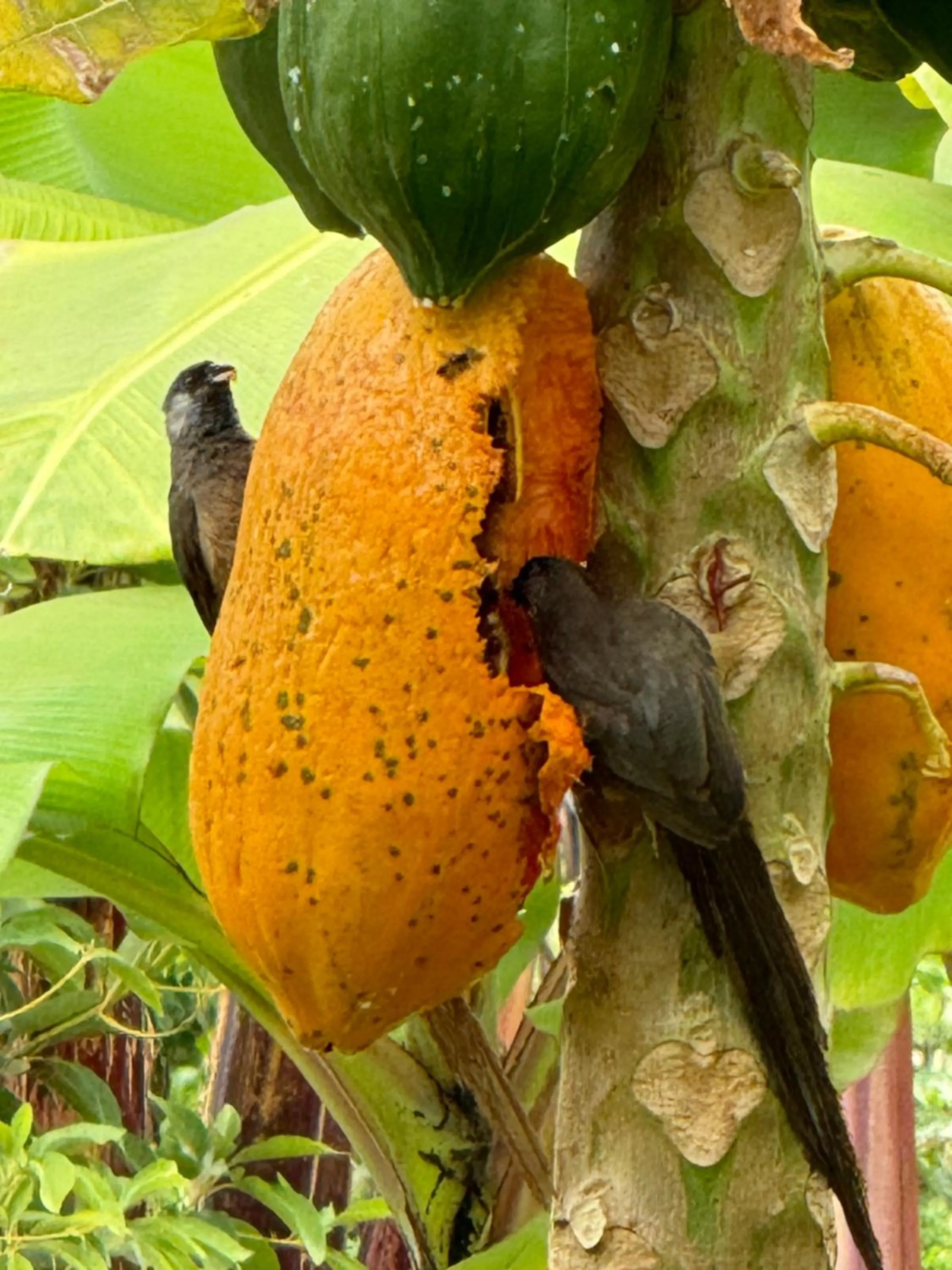 Garden view in Heart and Soul Lodge