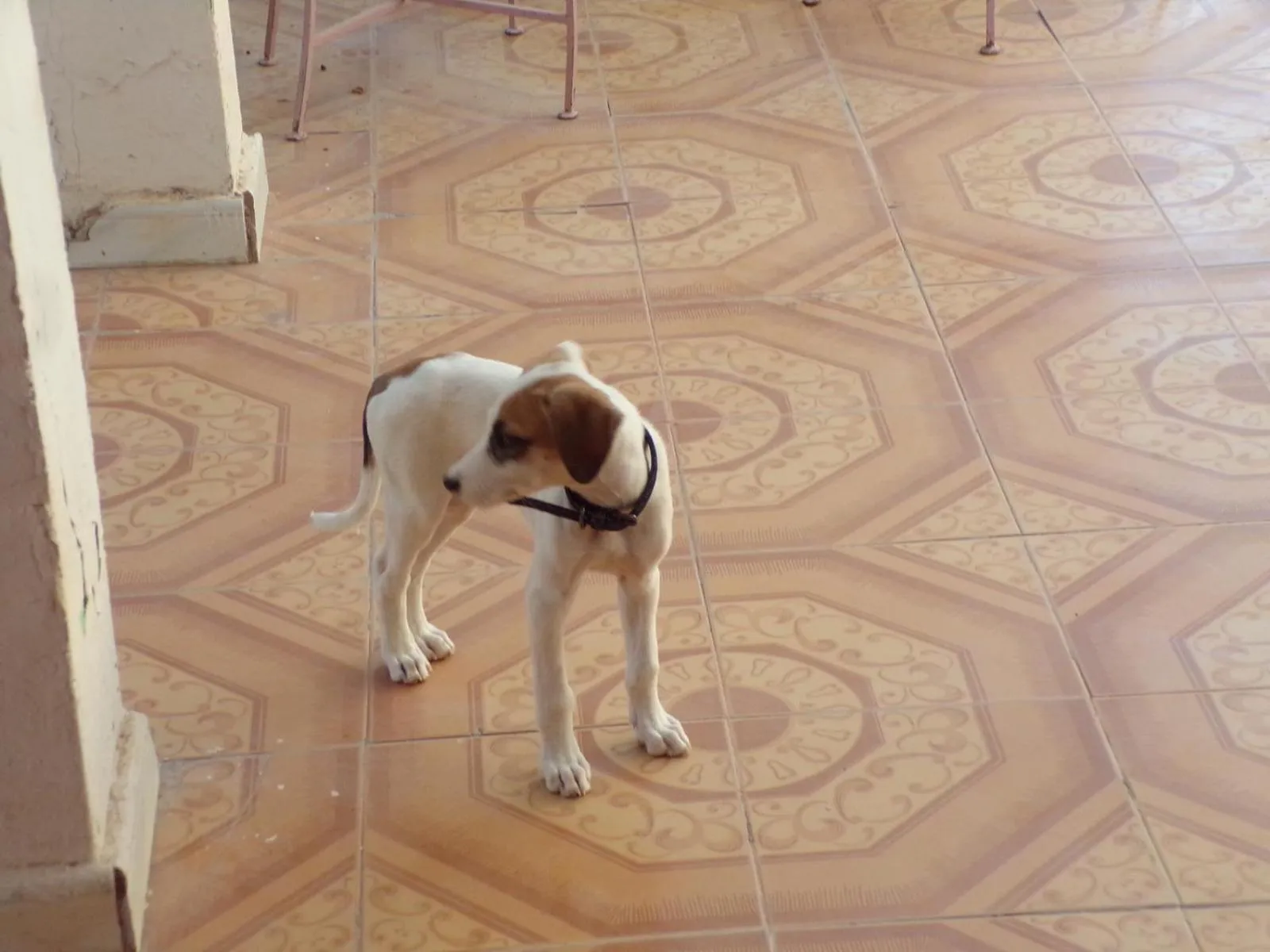 Pets in Auberge Triskell