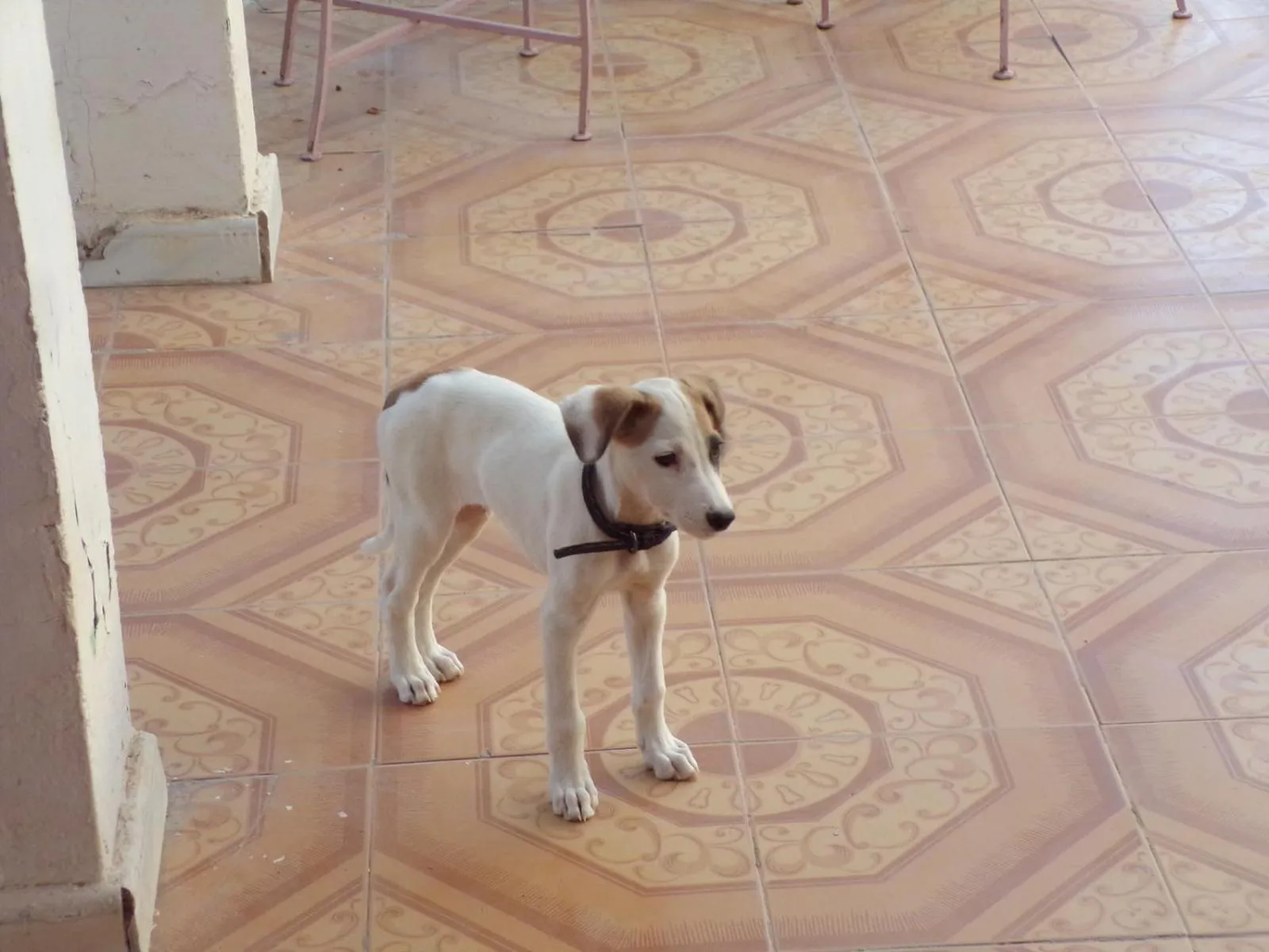 Pets in Auberge Triskell