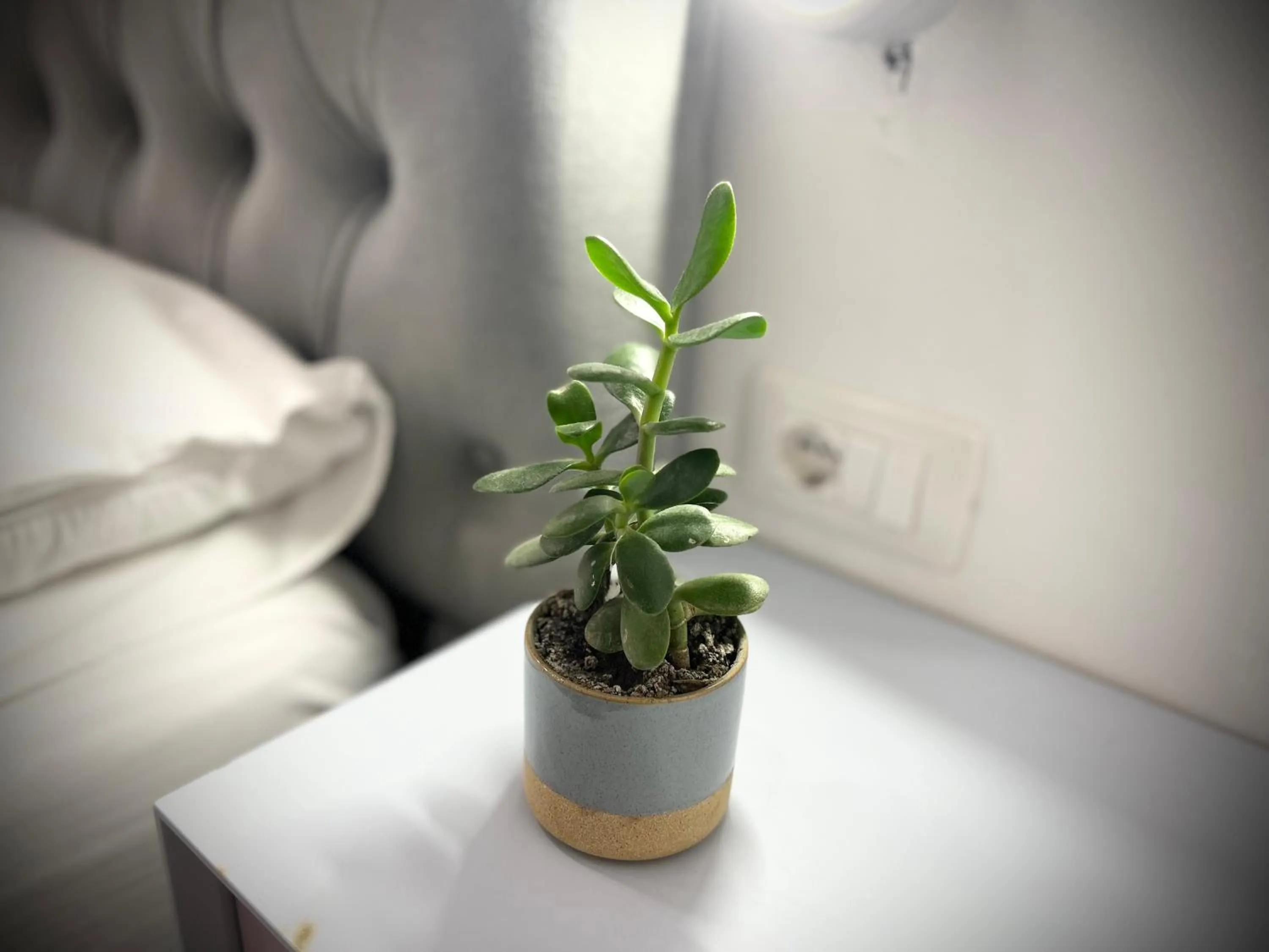 Bed in Tirana Square Hotel