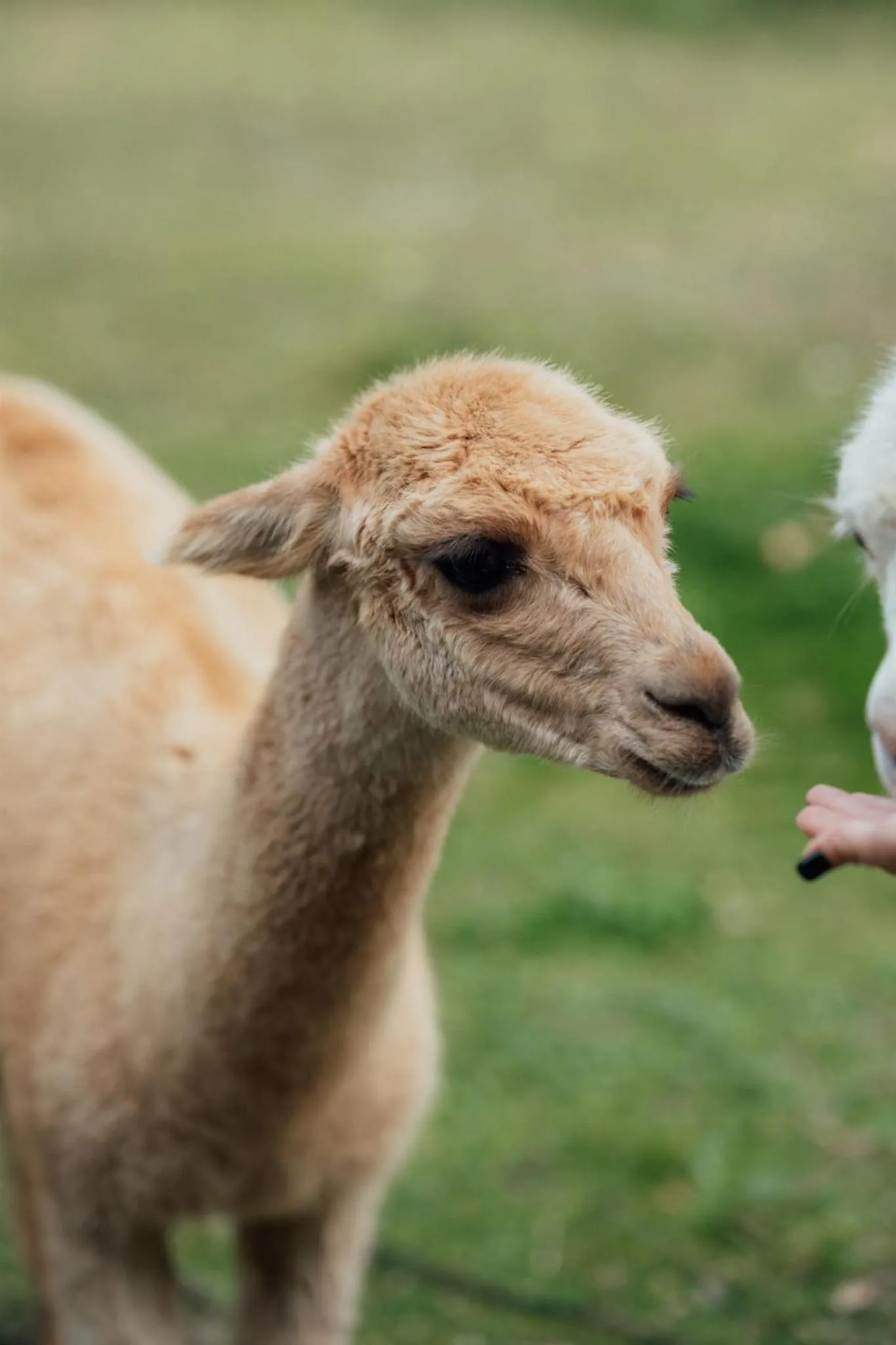 Garden in Hrad Kunzov Boutique Hotel & SPA & Restaurant