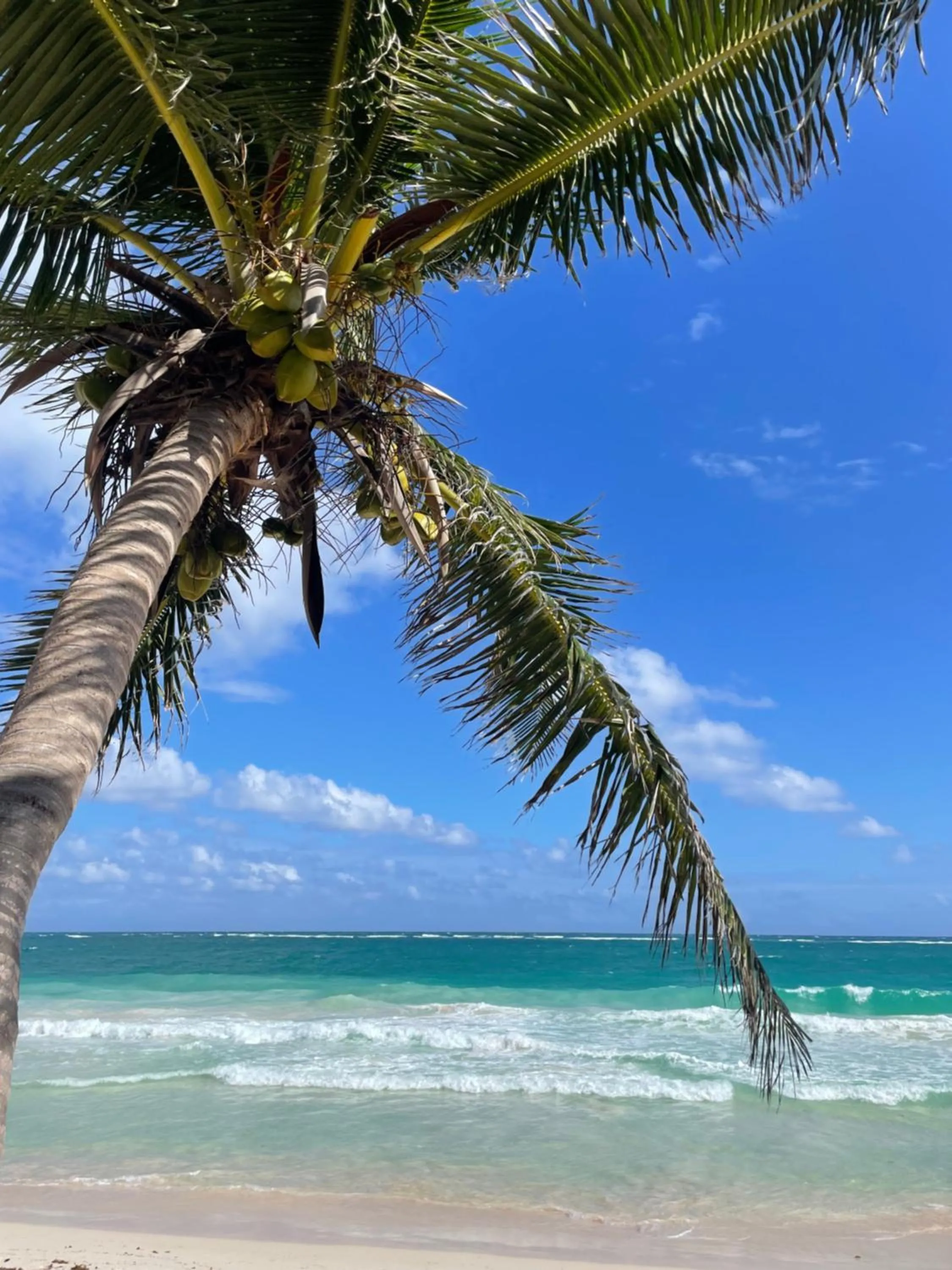 Olas Tulum