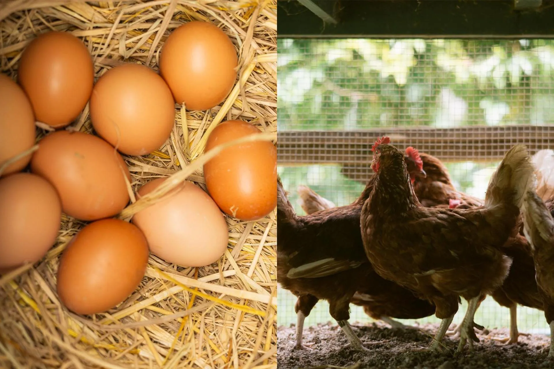 Animals in VARANA Krabi Hotel