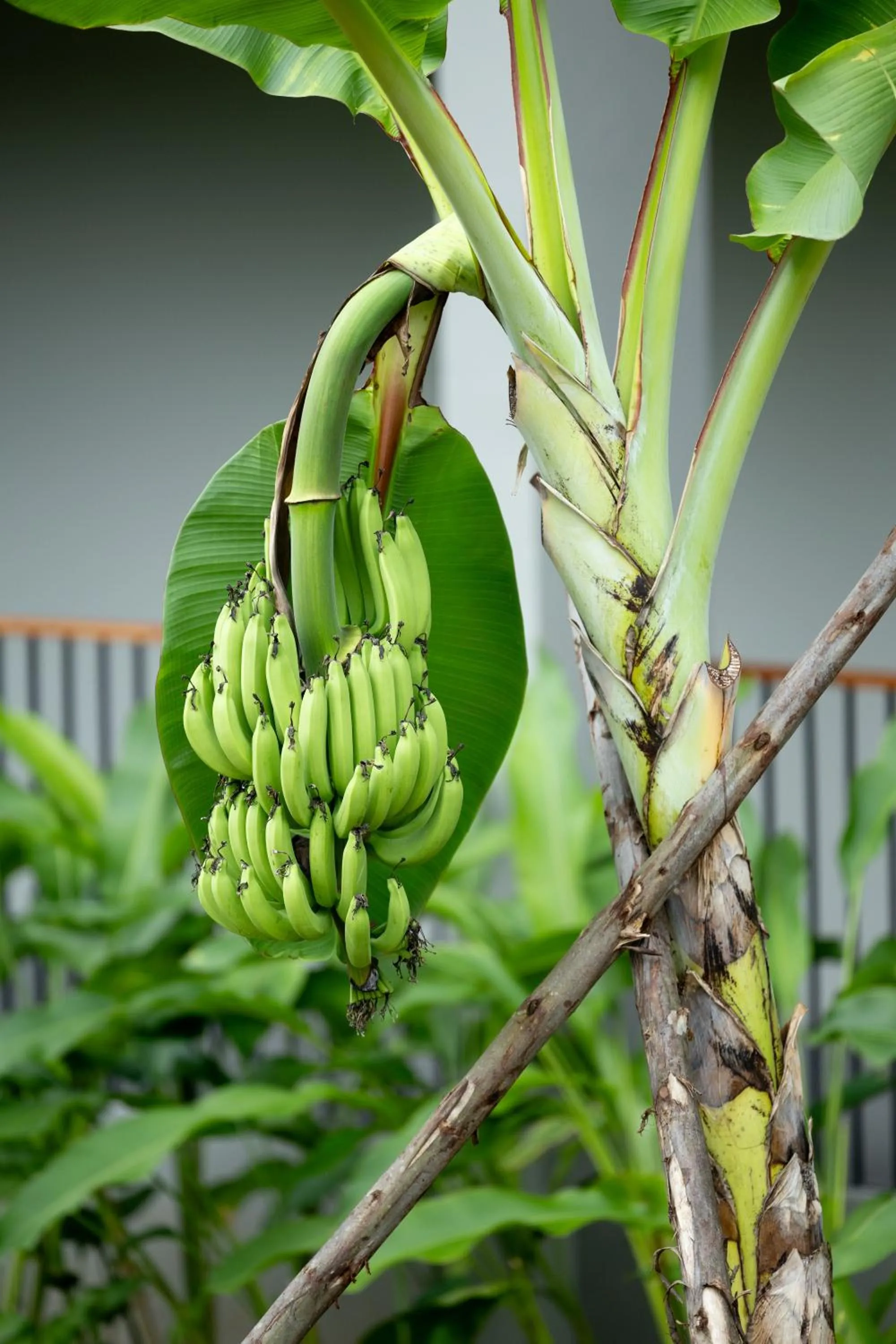 Garden in VARANA Krabi Hotel
