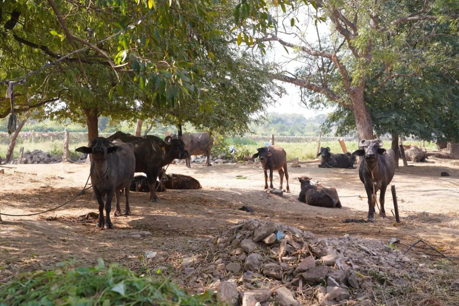 Farm Stay Resort - Shamirpet, Hyderabad