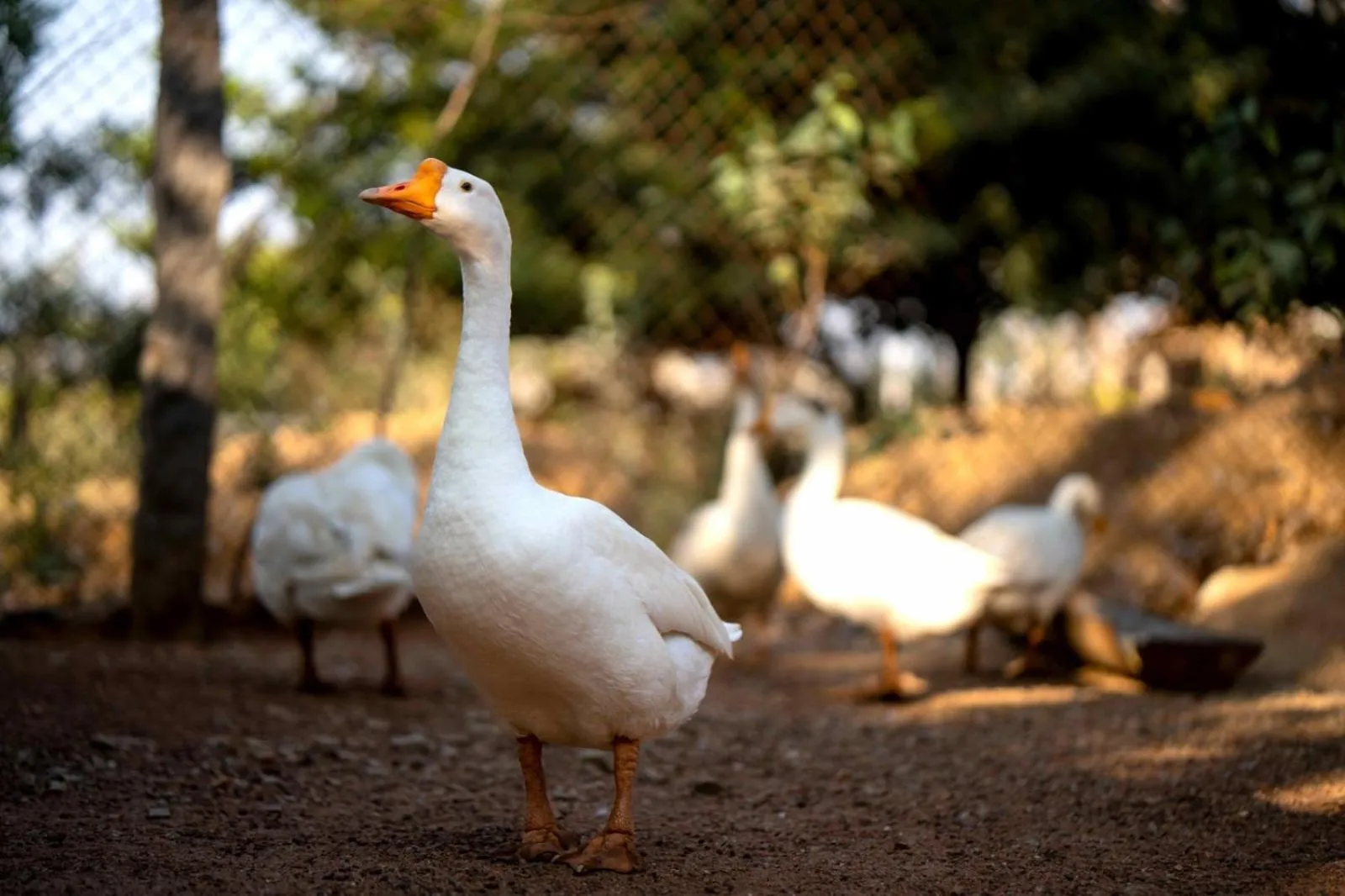 Farm Stay Resort - Shamirpet, Hyderabad