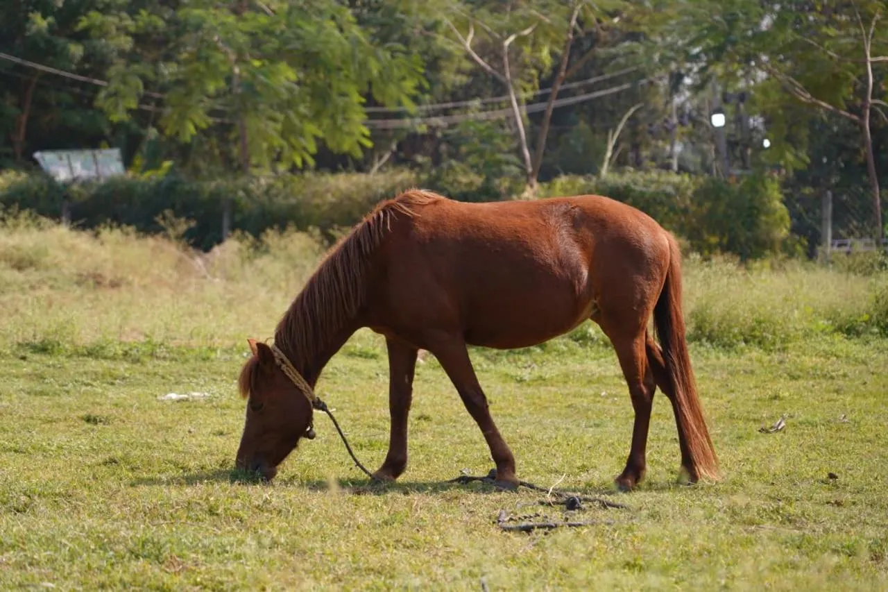 Farm Stay Resort - Shamirpet, Hyderabad