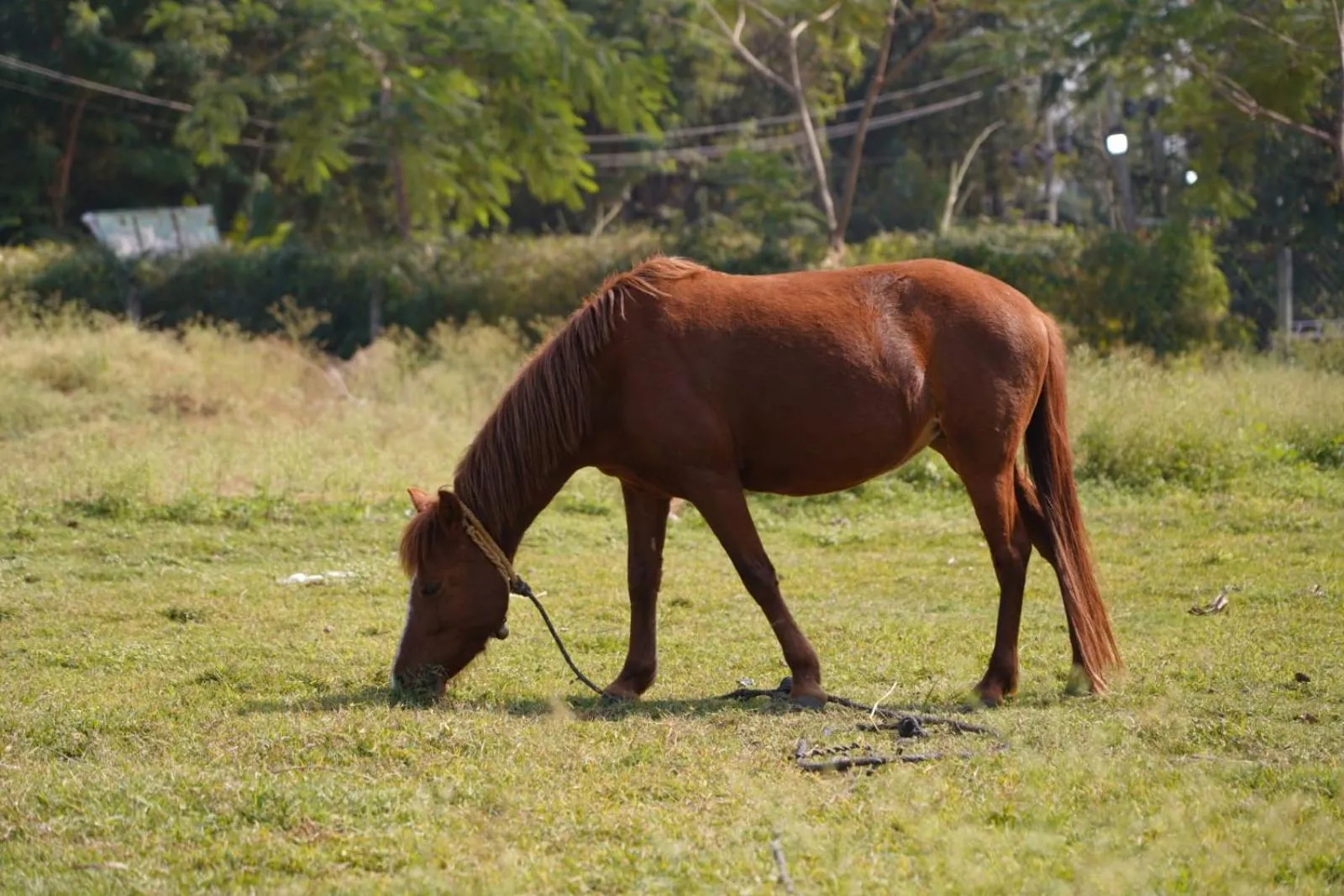 Farm Stay Resort - Shamirpet, Hyderabad