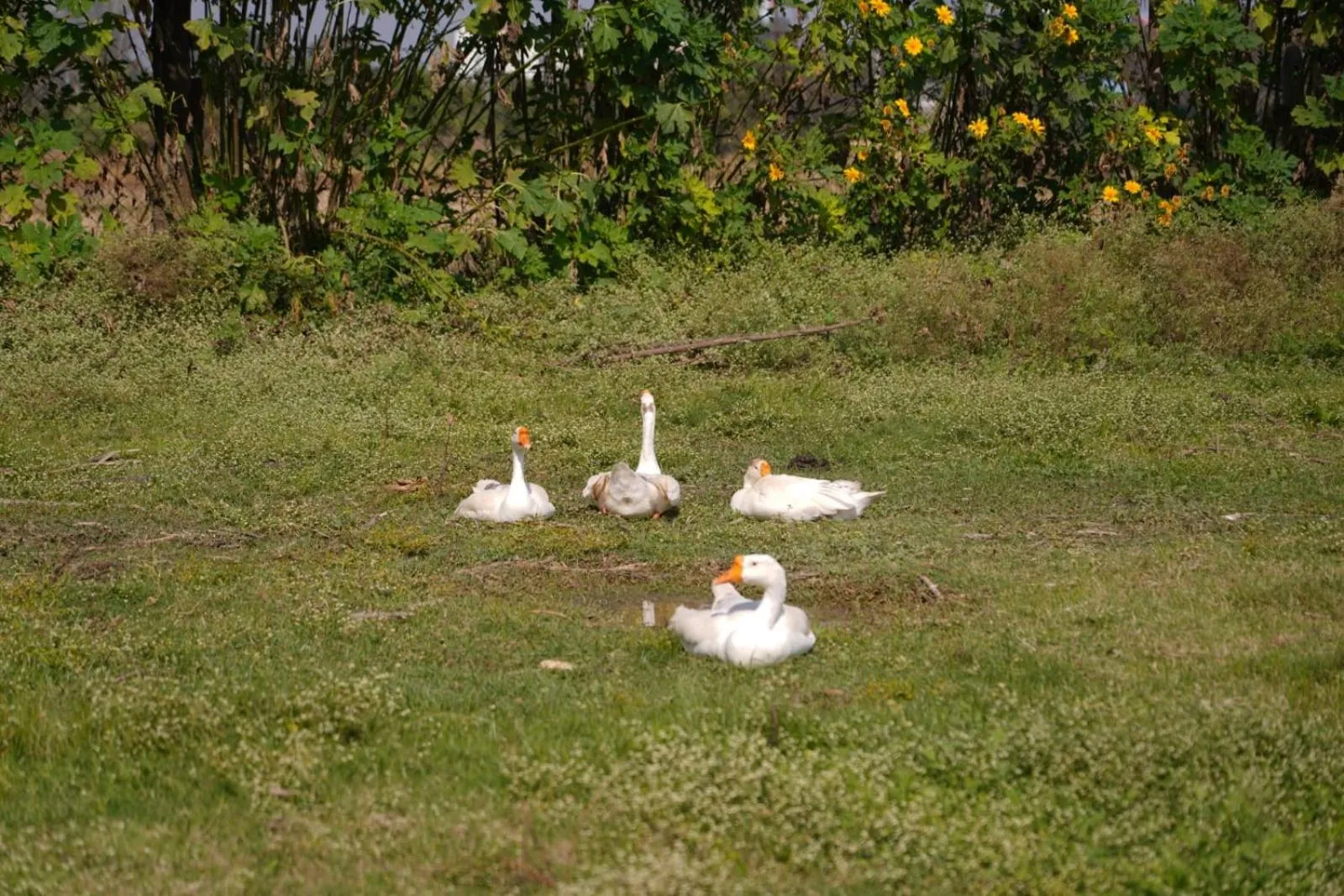 Farm Stay Resort - Shamirpet, Hyderabad