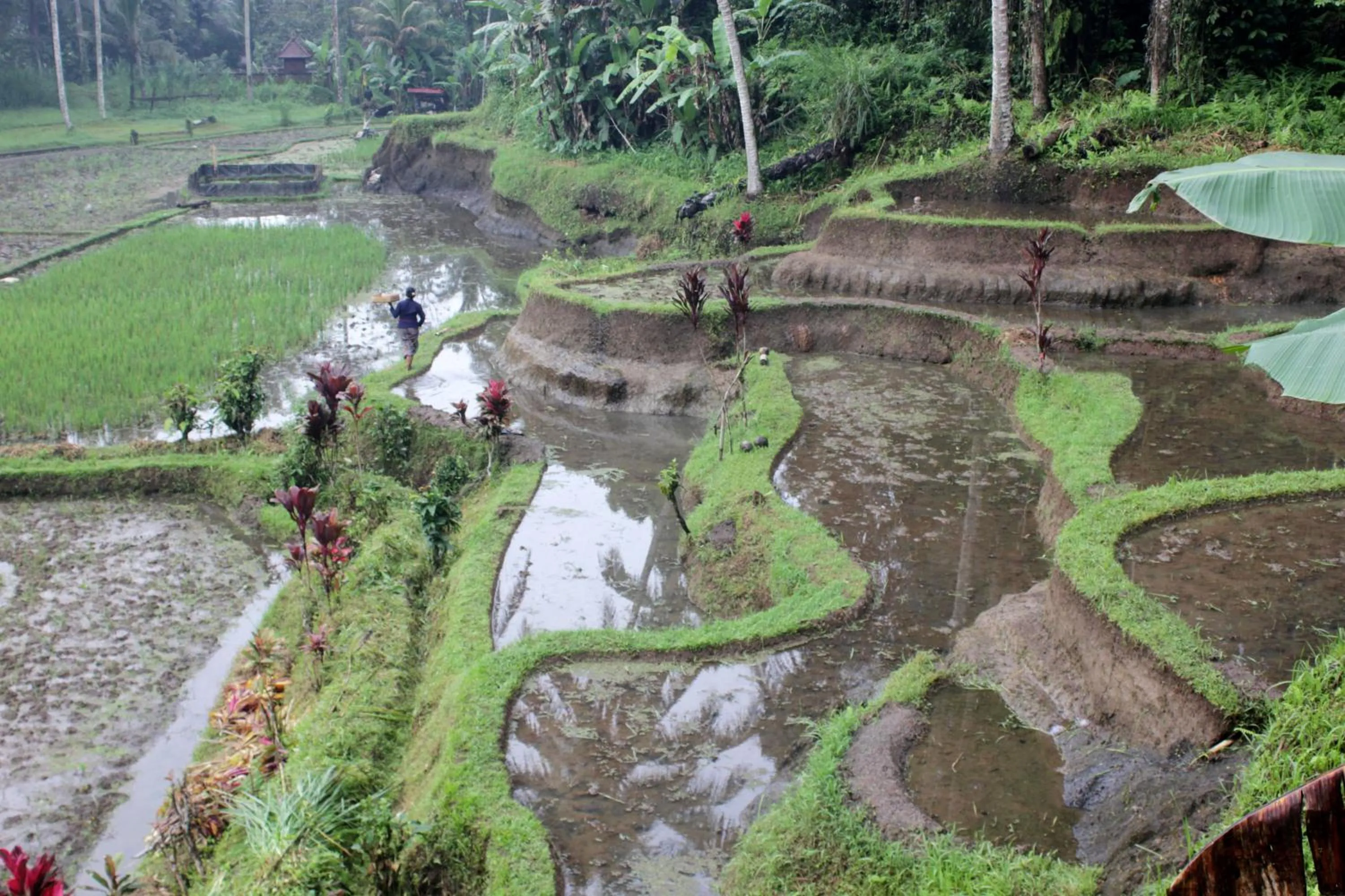 Natural landscape in The Tirta Sari Villas