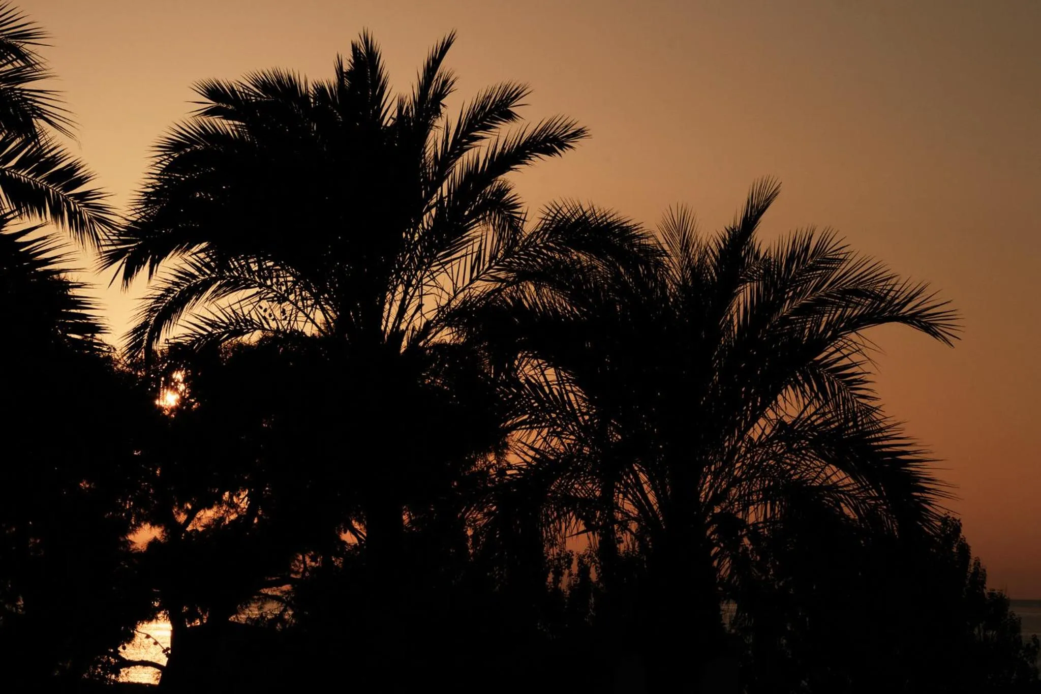 Garden in Prinsotel La Caleta