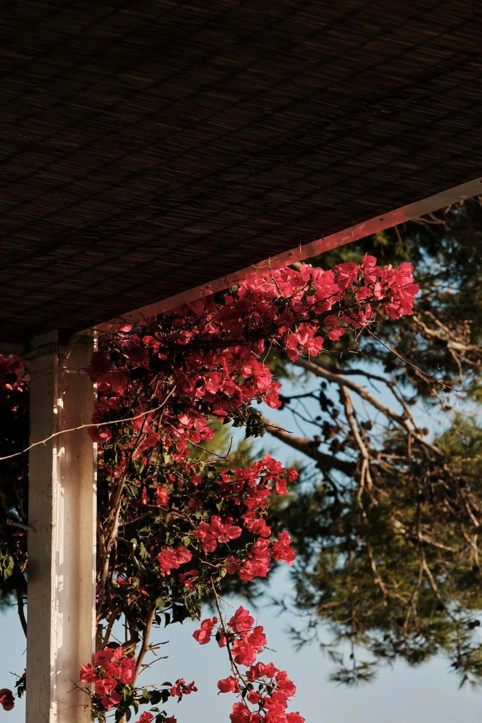 Garden in Prinsotel La Caleta