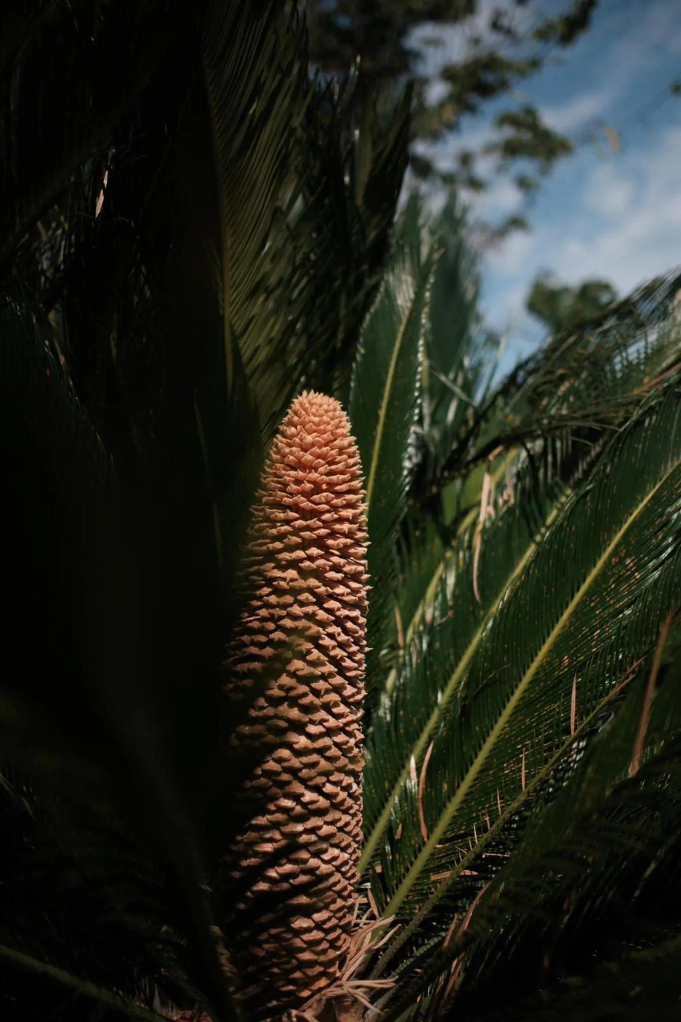 Garden in Prinsotel La Caleta