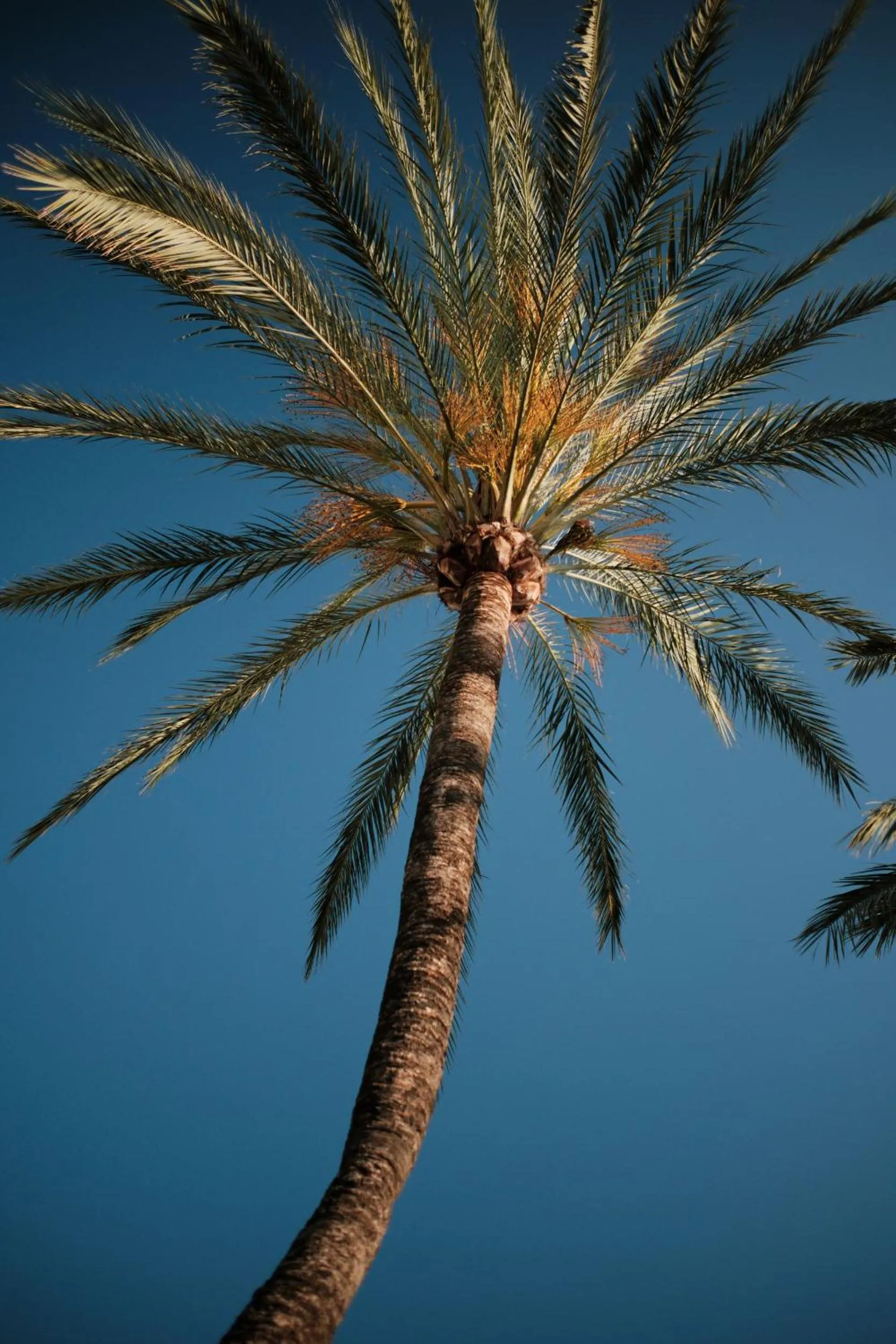 Garden in Prinsotel La Caleta