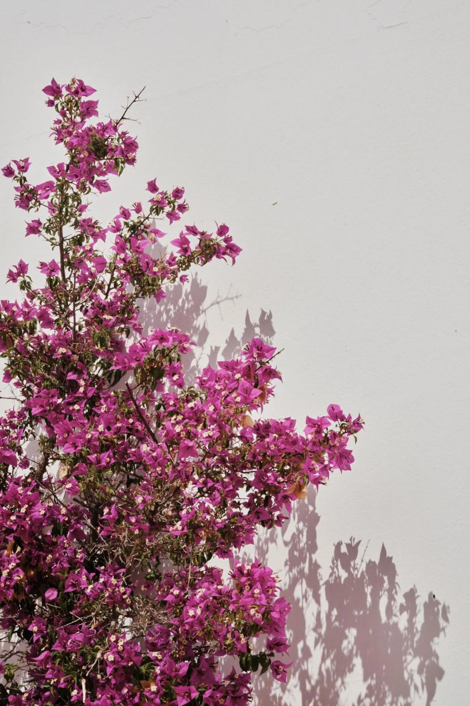 Garden in Prinsotel Alba & Spa