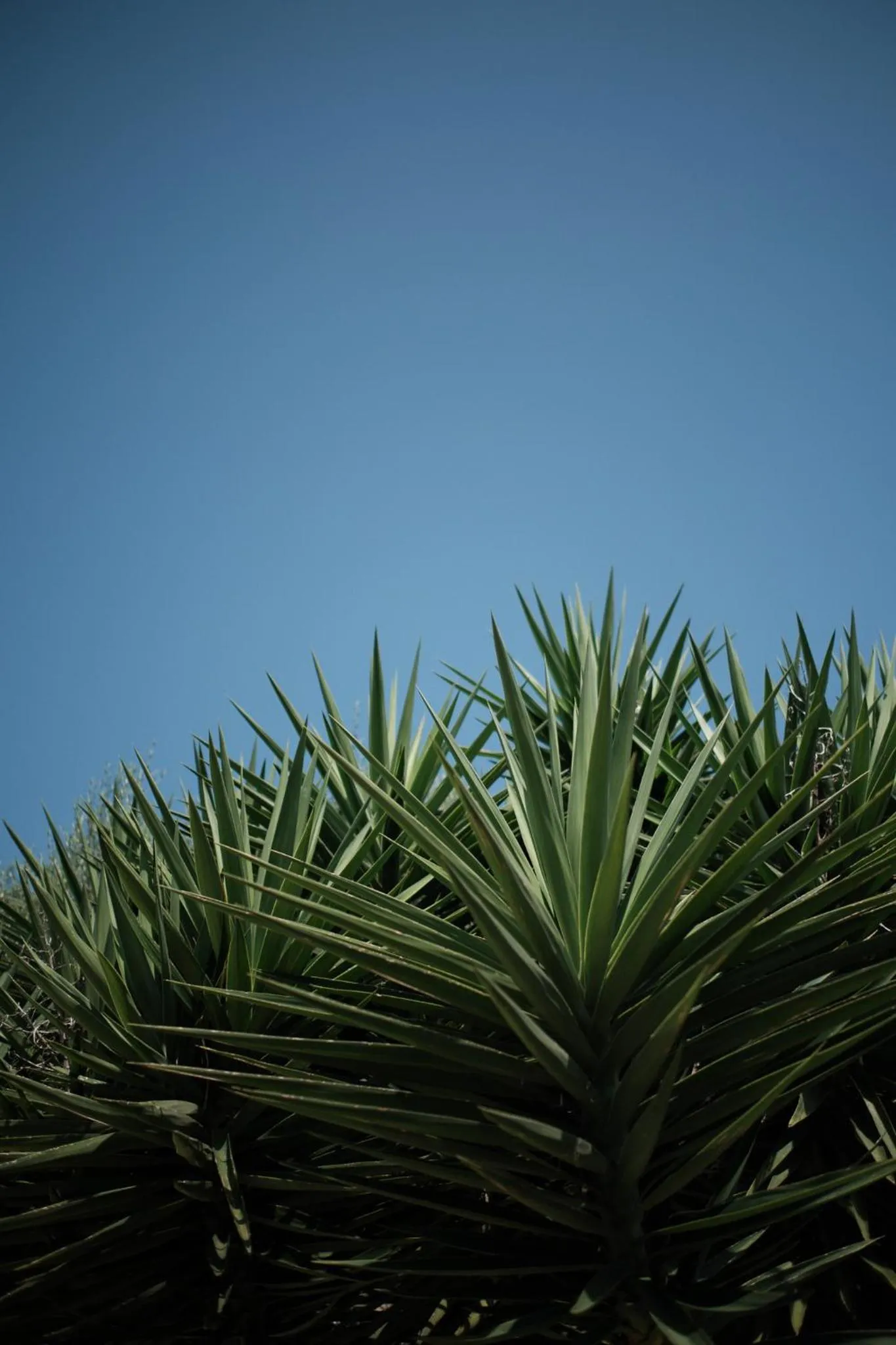 Garden in Prinsotel La Dorada & Spa