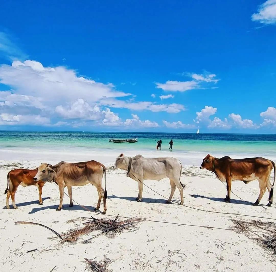 Sipano Beach Lodge Kiwengwa
