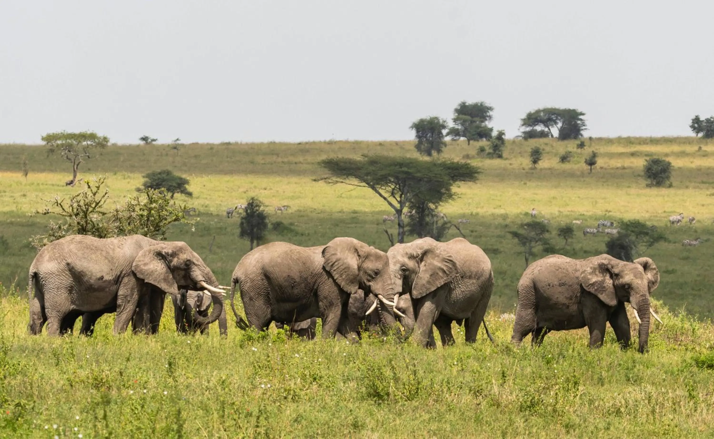 Ngorongoro Lodge Meliá Collection