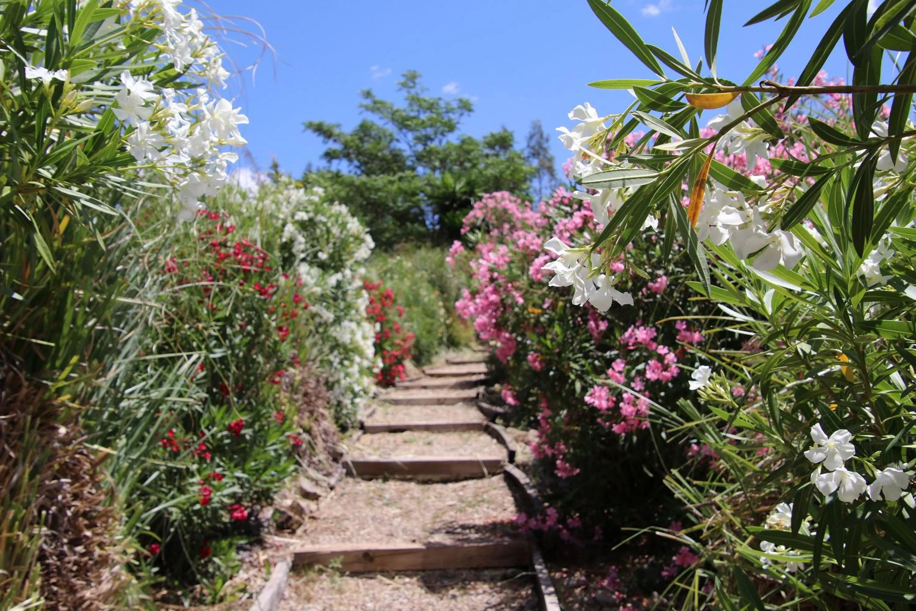Molino Cuatro Paradas