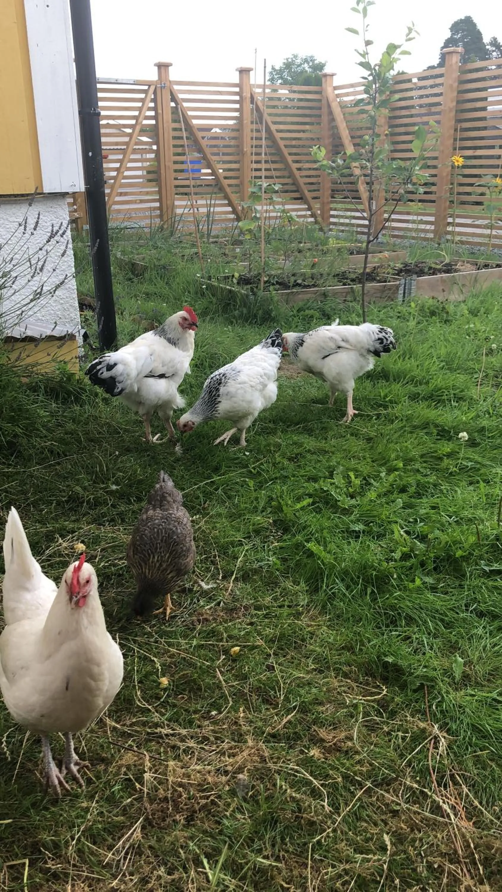 Breakfast in Just Like Home Bed & Spa - free private parking