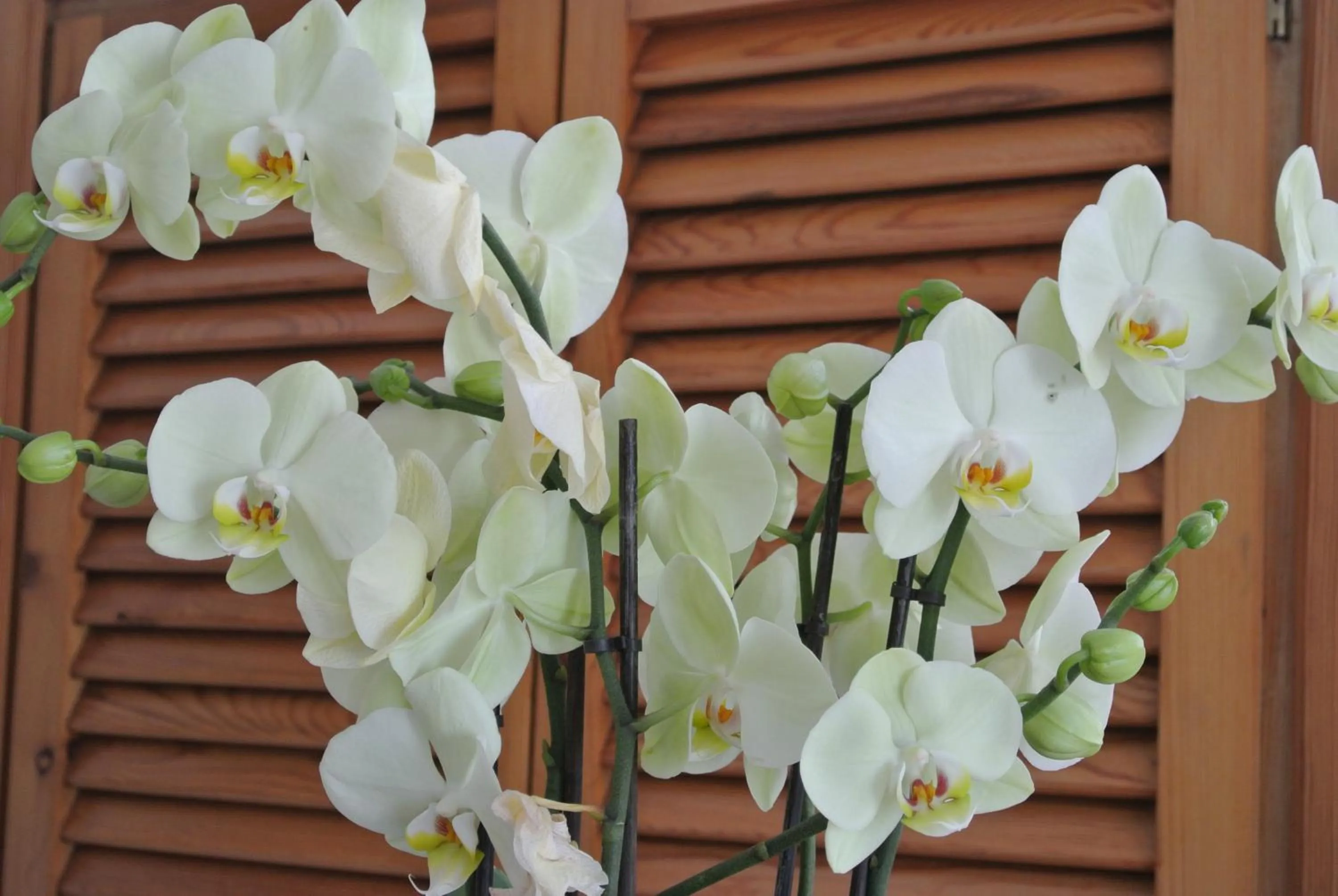 Other in Hotel Boutique Las Arenas