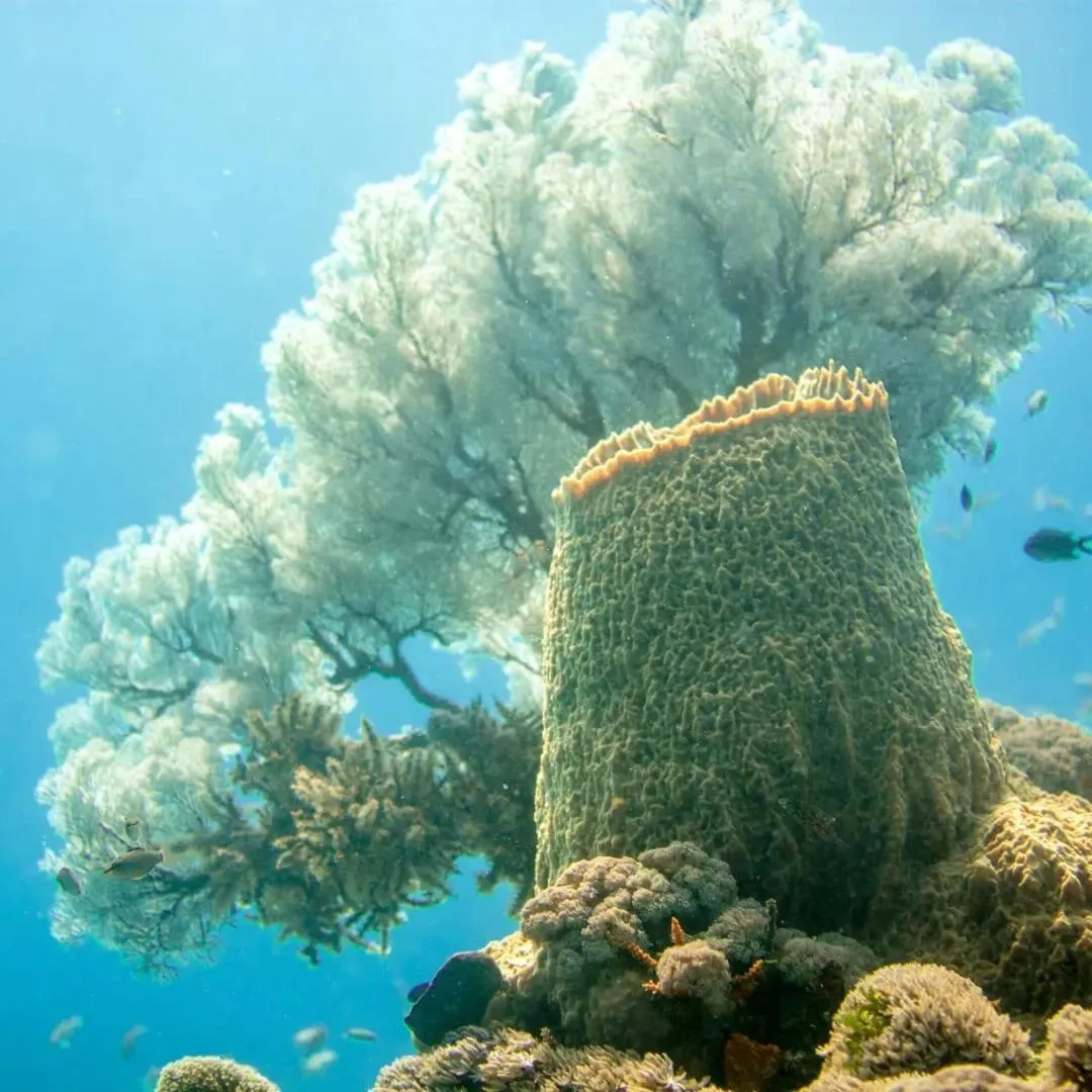 Natural landscape in Rote Surf Resort - Lualemba Bungalows