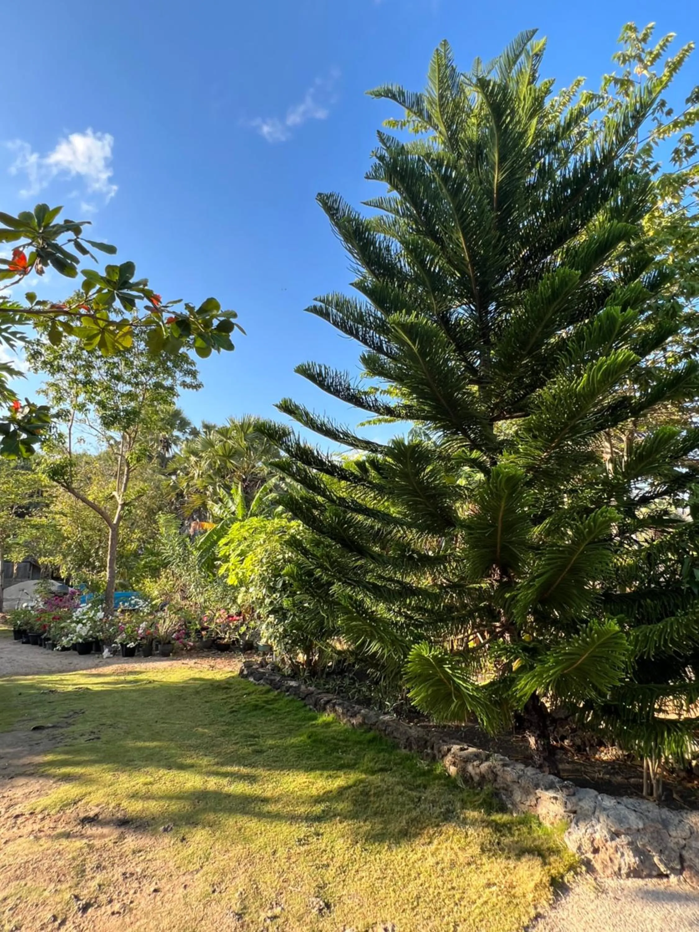 Garden in Rote Surf Resort - Lualemba Bungalows