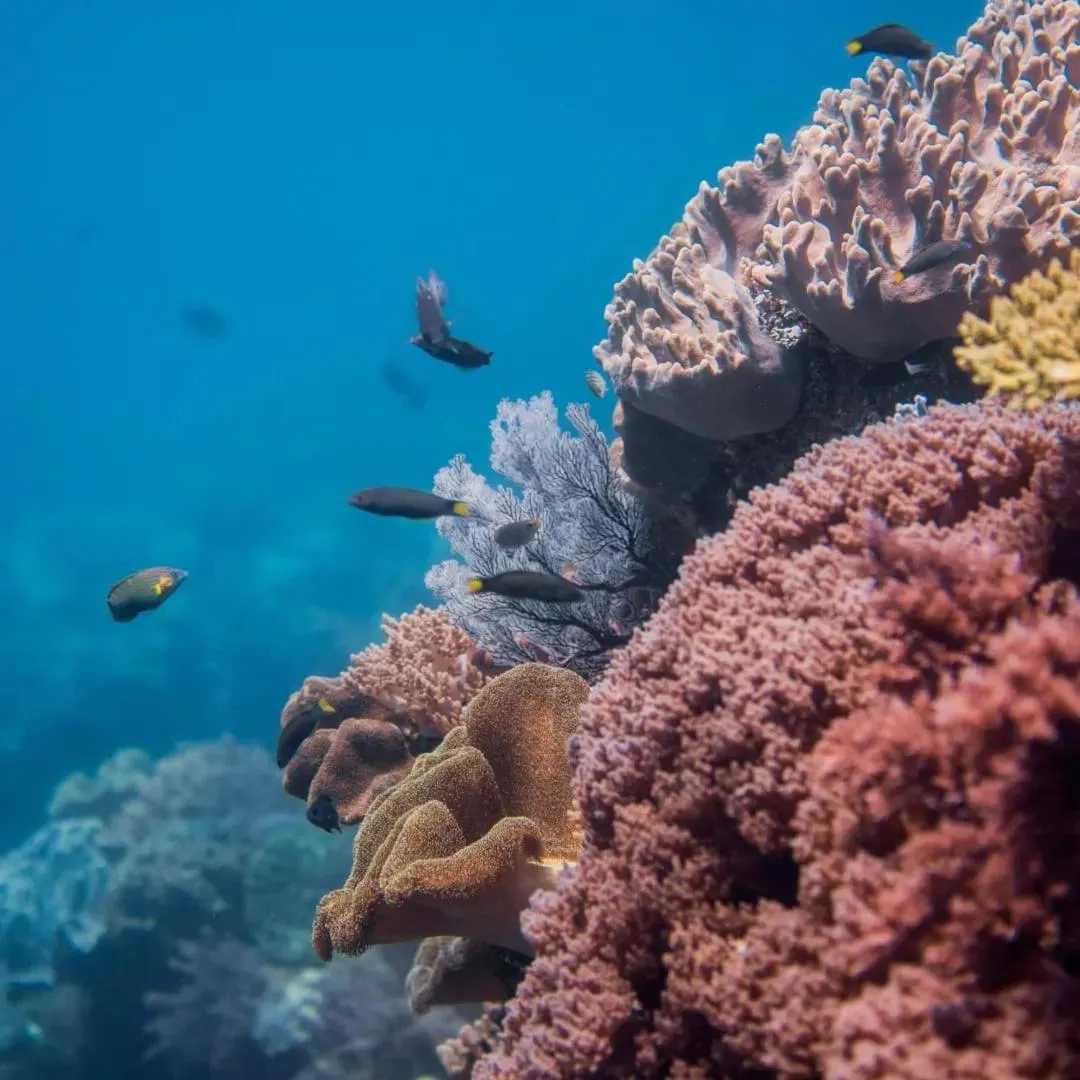 Natural landscape in Rote Surf Resort - Lualemba Bungalows