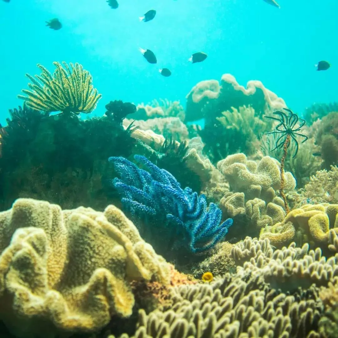 Natural landscape in Rote Surf Resort - Lualemba Bungalows