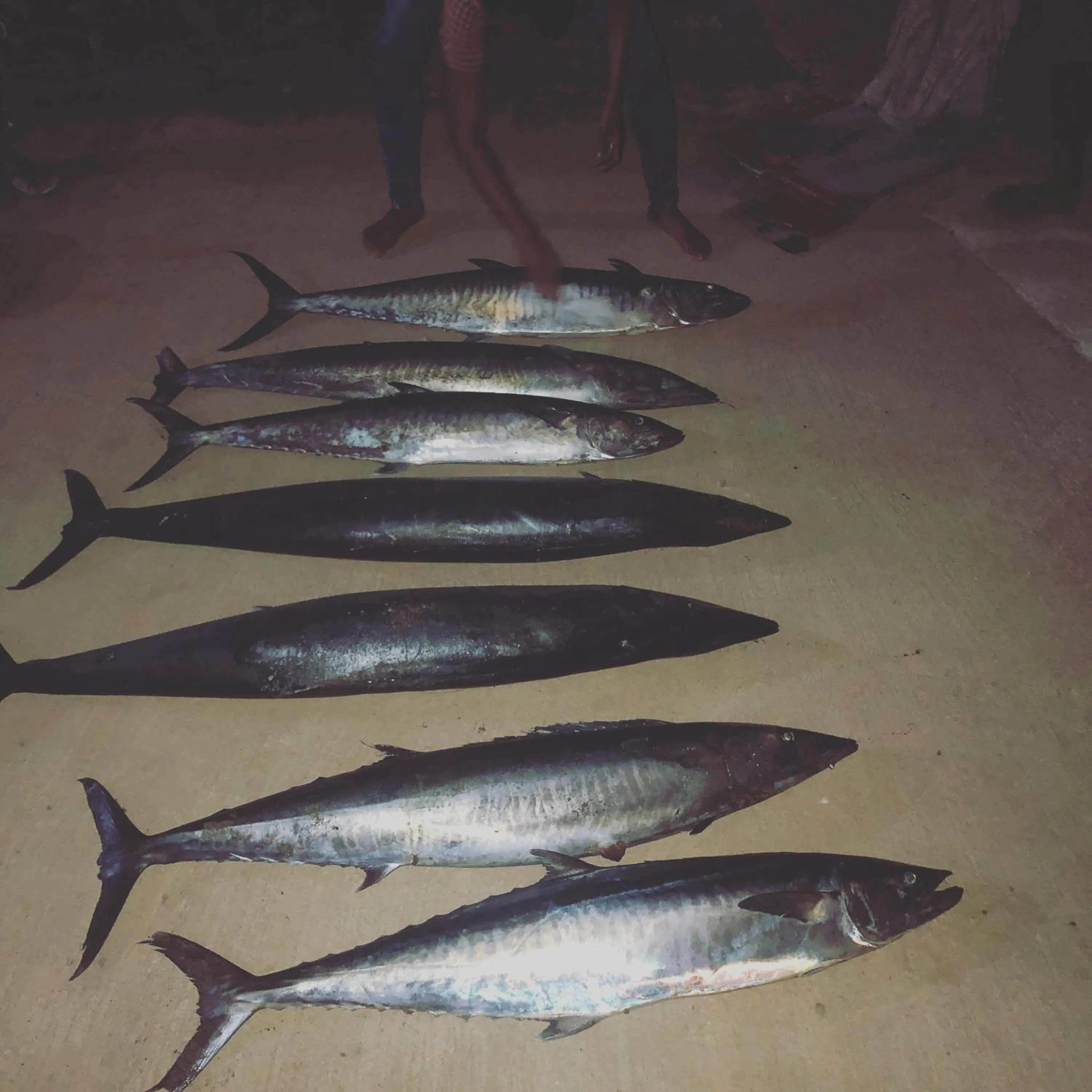 Fishing in Rote Surf Resort - Lualemba Bungalows