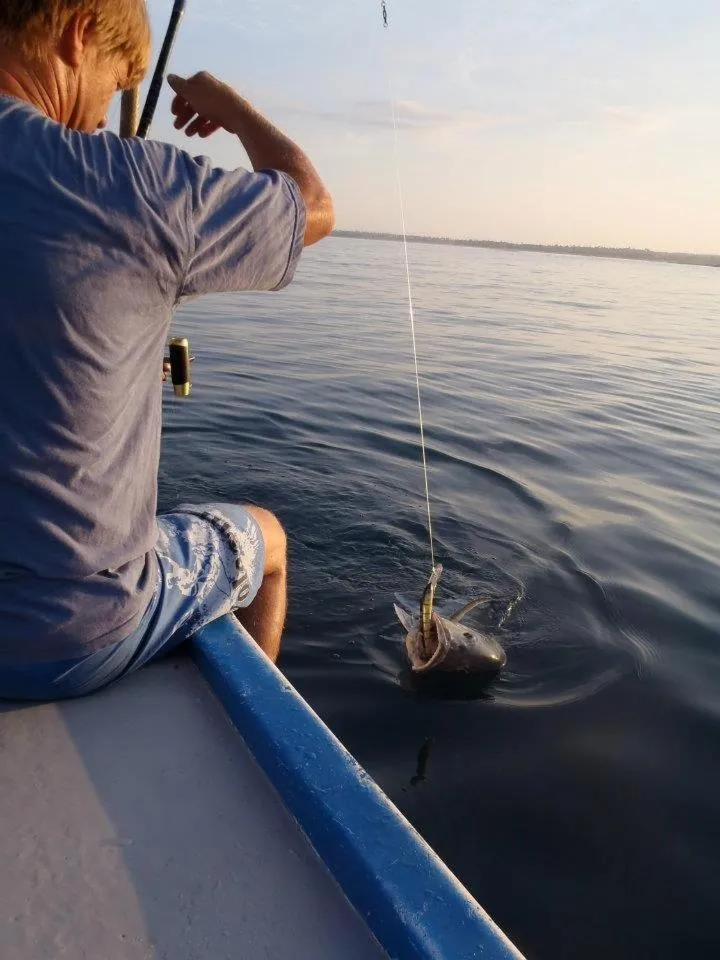 Natural landscape in Rote Surf Resort - Lualemba Bungalows