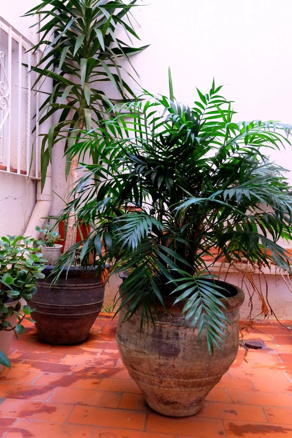 Patio in Hostal ROM Familiar