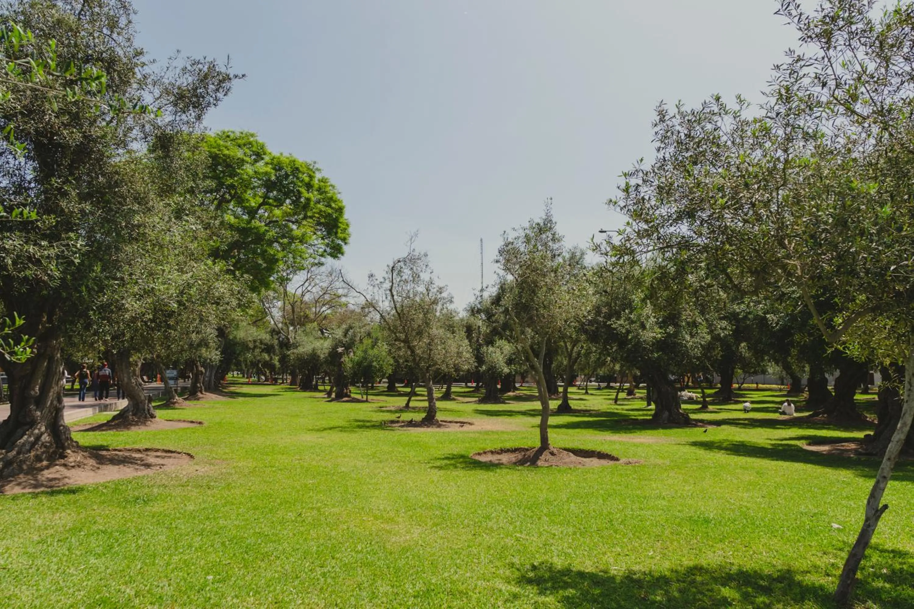 Natural landscape in ARTE HOTEL Lima